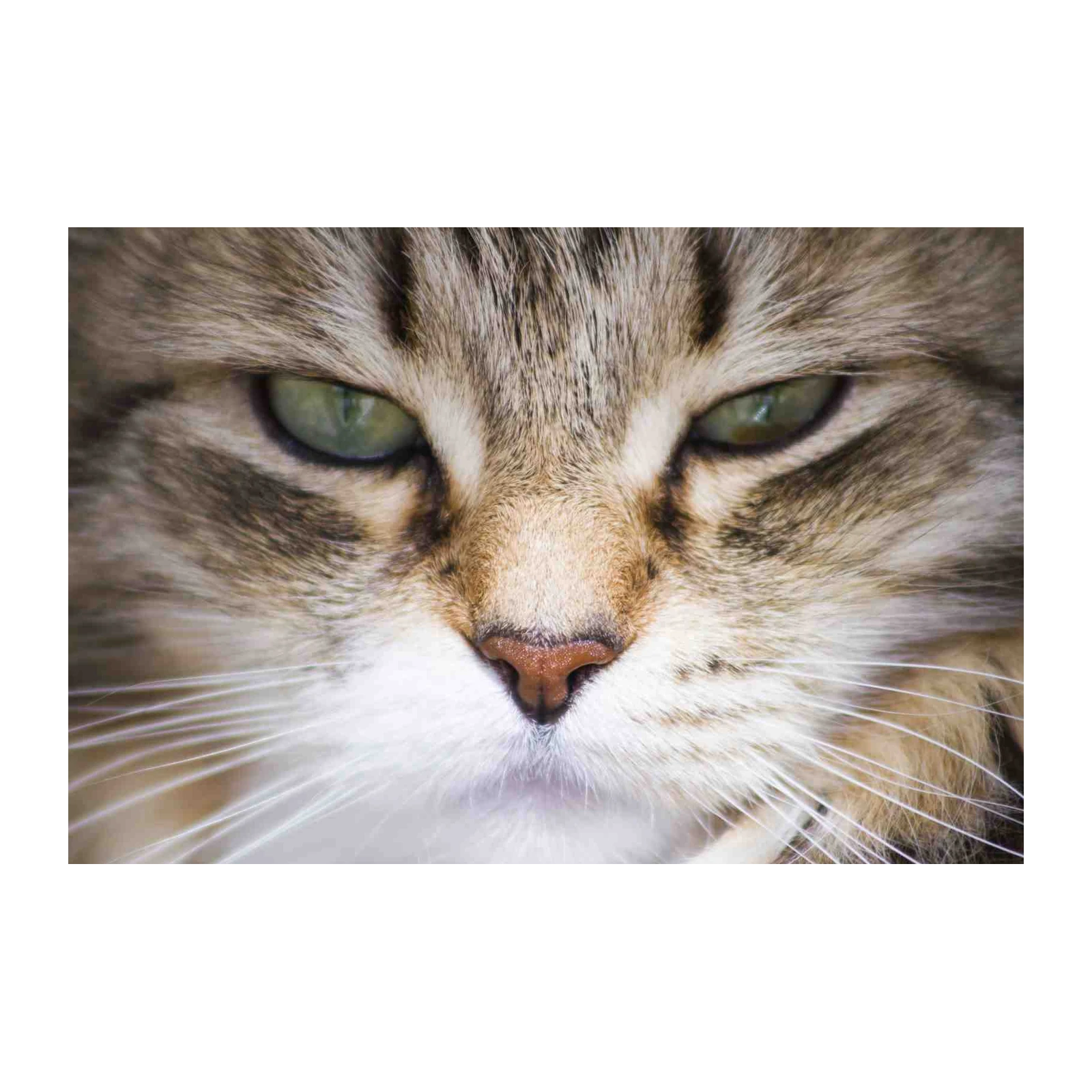 Intense Gaze Cat Face Wall Art Wall Art