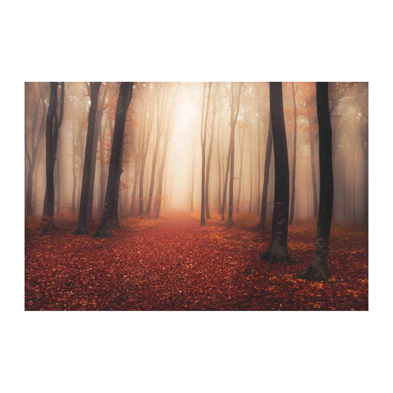 Enchanting Autumn Forest Path Wall Art
