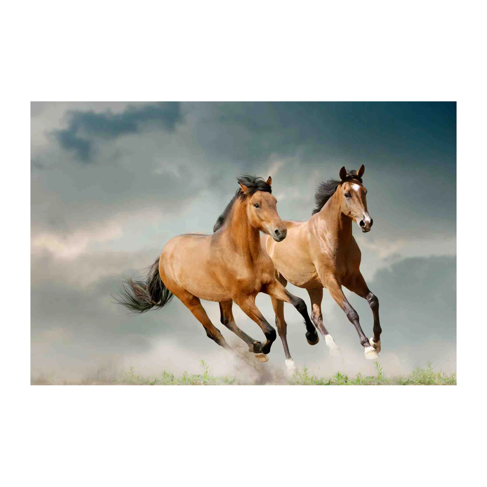 Majestic Galloping Horses Wall Art