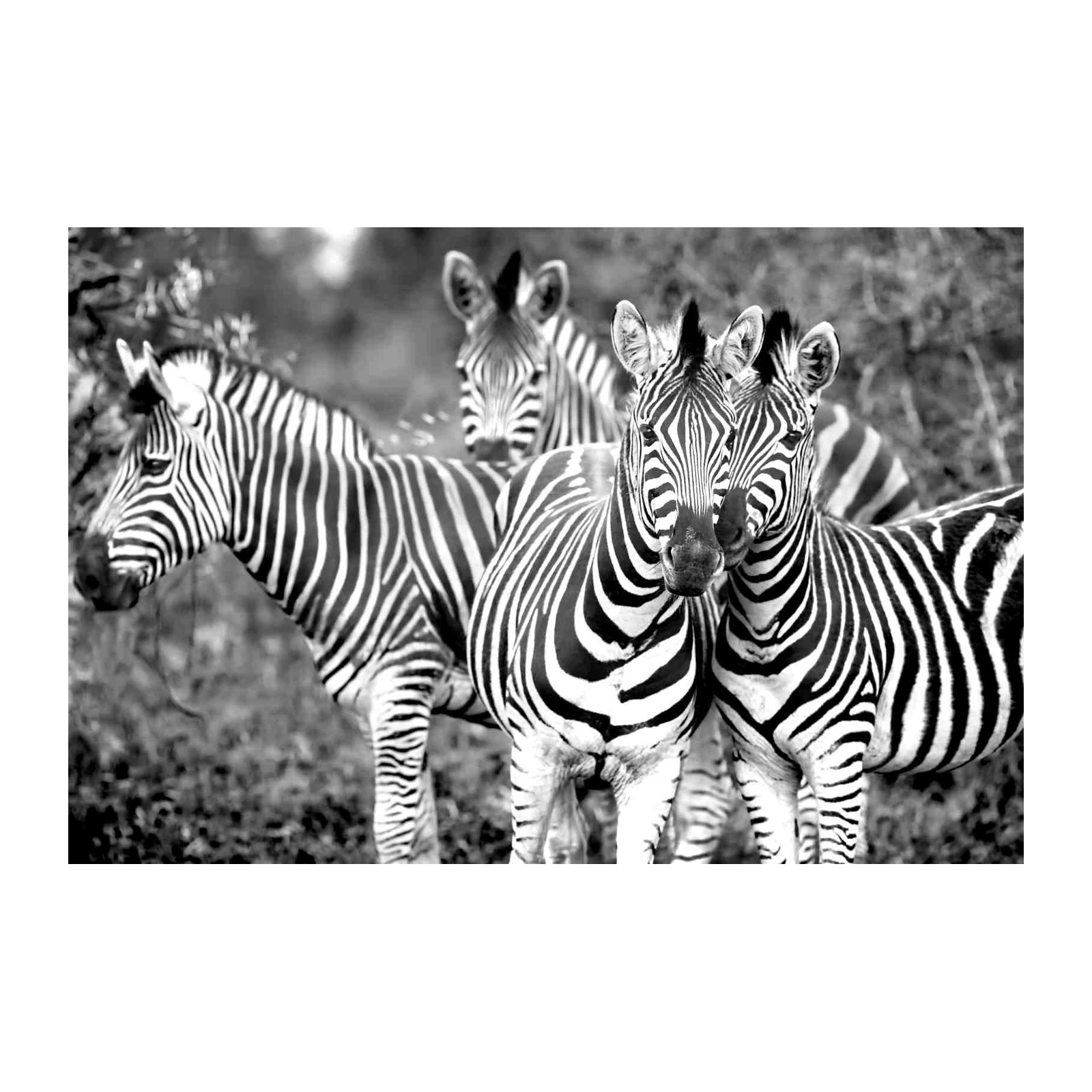 Majestic Zebra Herd Monochrome Wall Art