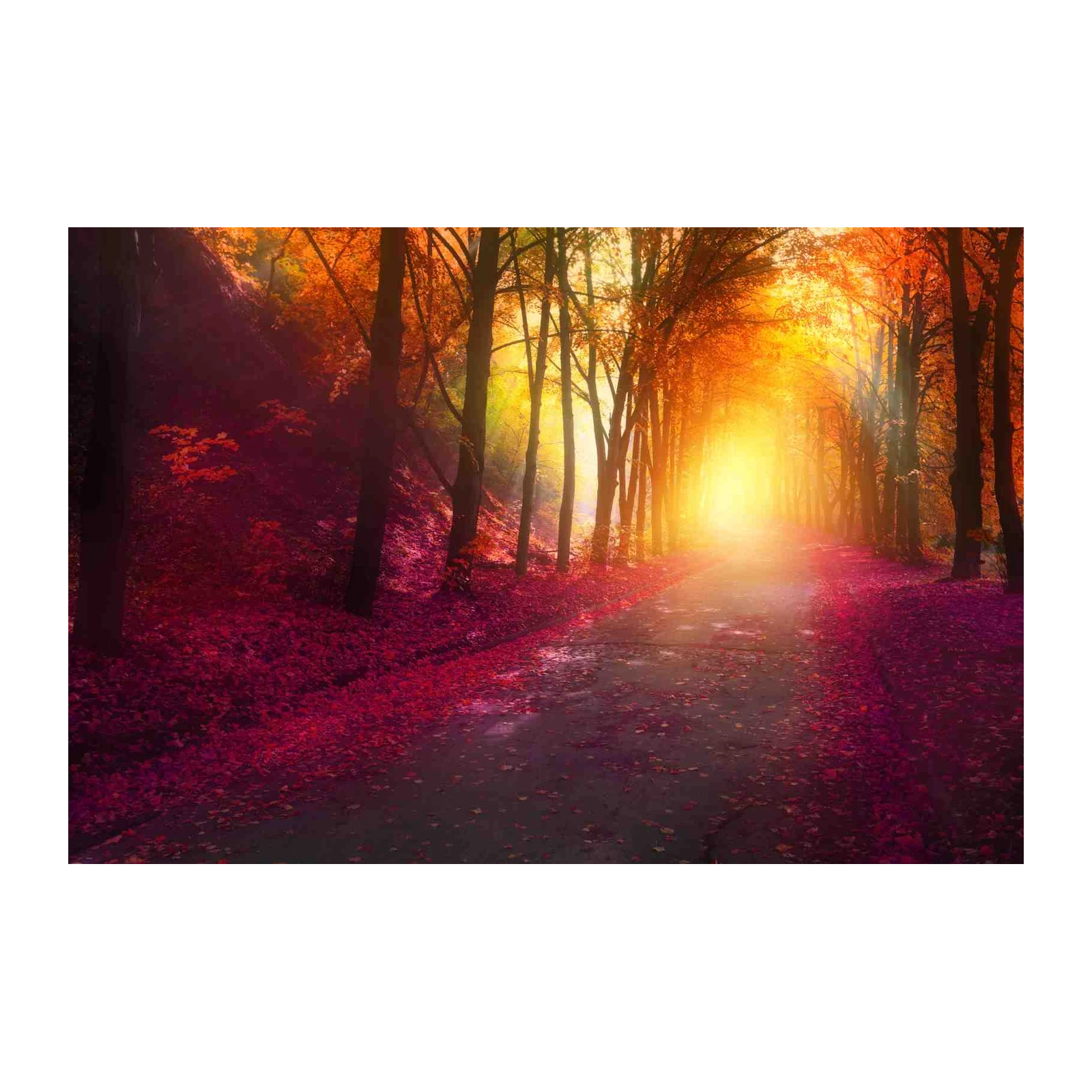 Enchanting Autumn Forest Path Wall Art