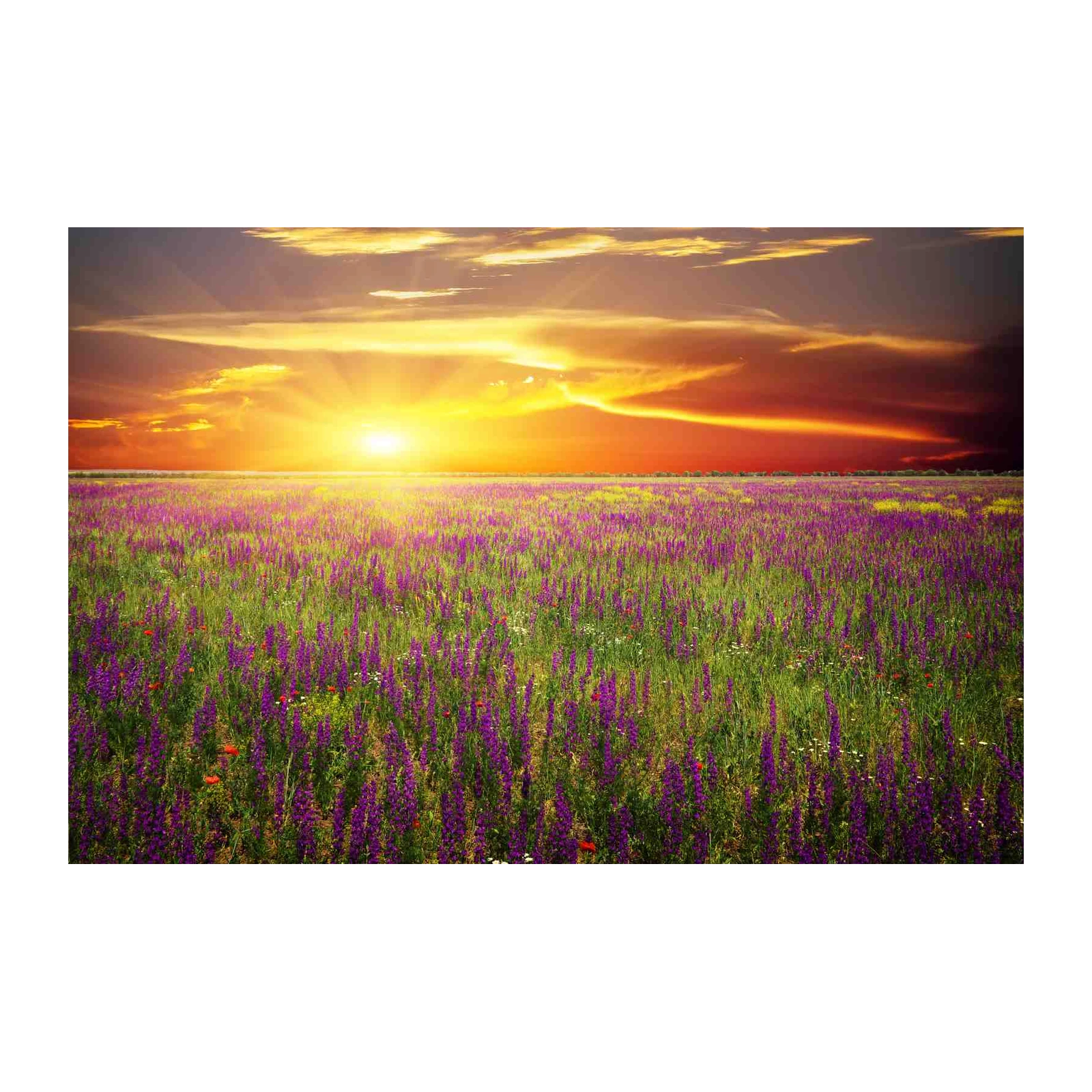 Sunset Meadow Purple Flowers Wall Art