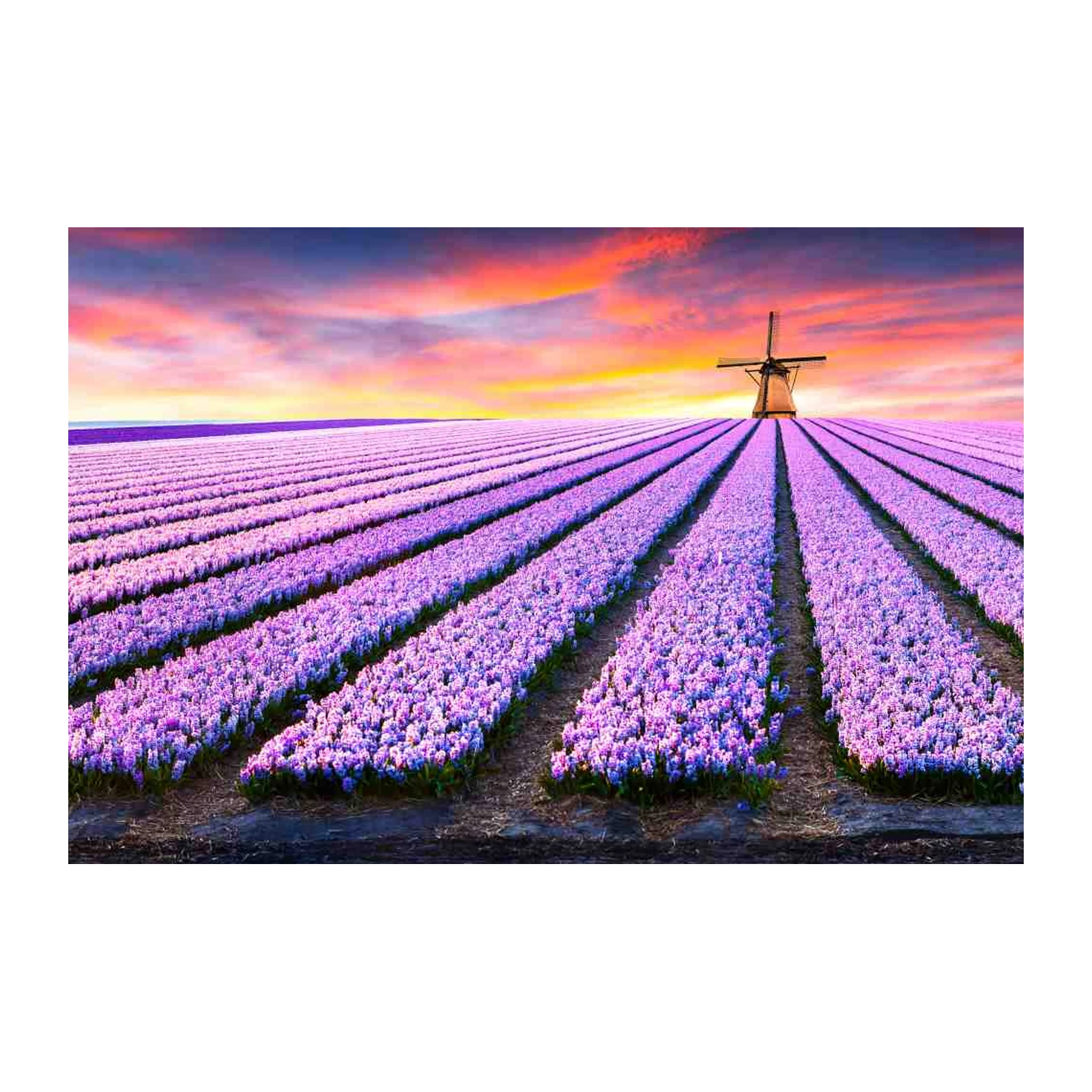 Dutch Windmill Hyacinth Field Wall Art