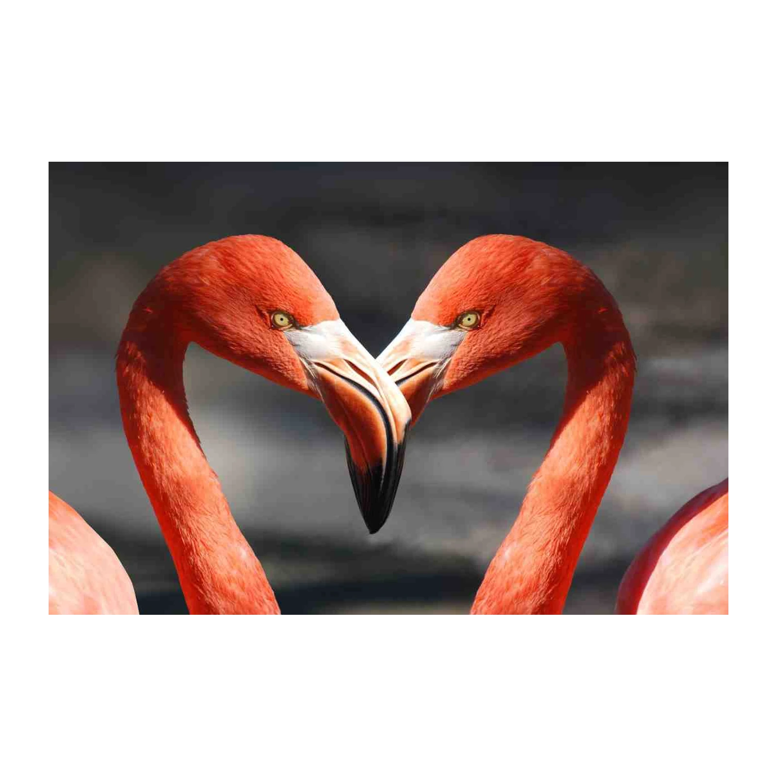 Love Flamingos Heart Shape Wall Art