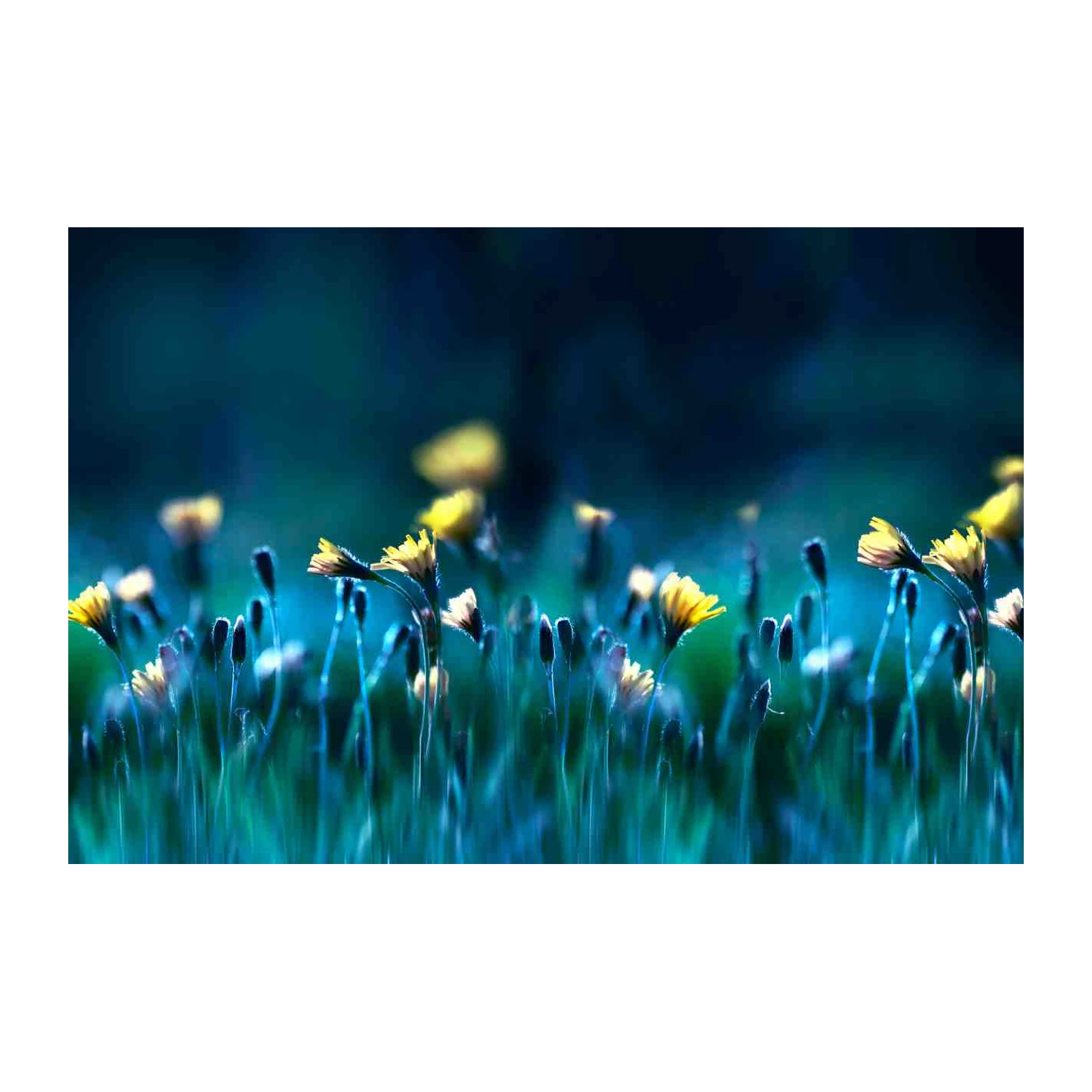 Tranquil Meadow Yellow Flowers Wall Art