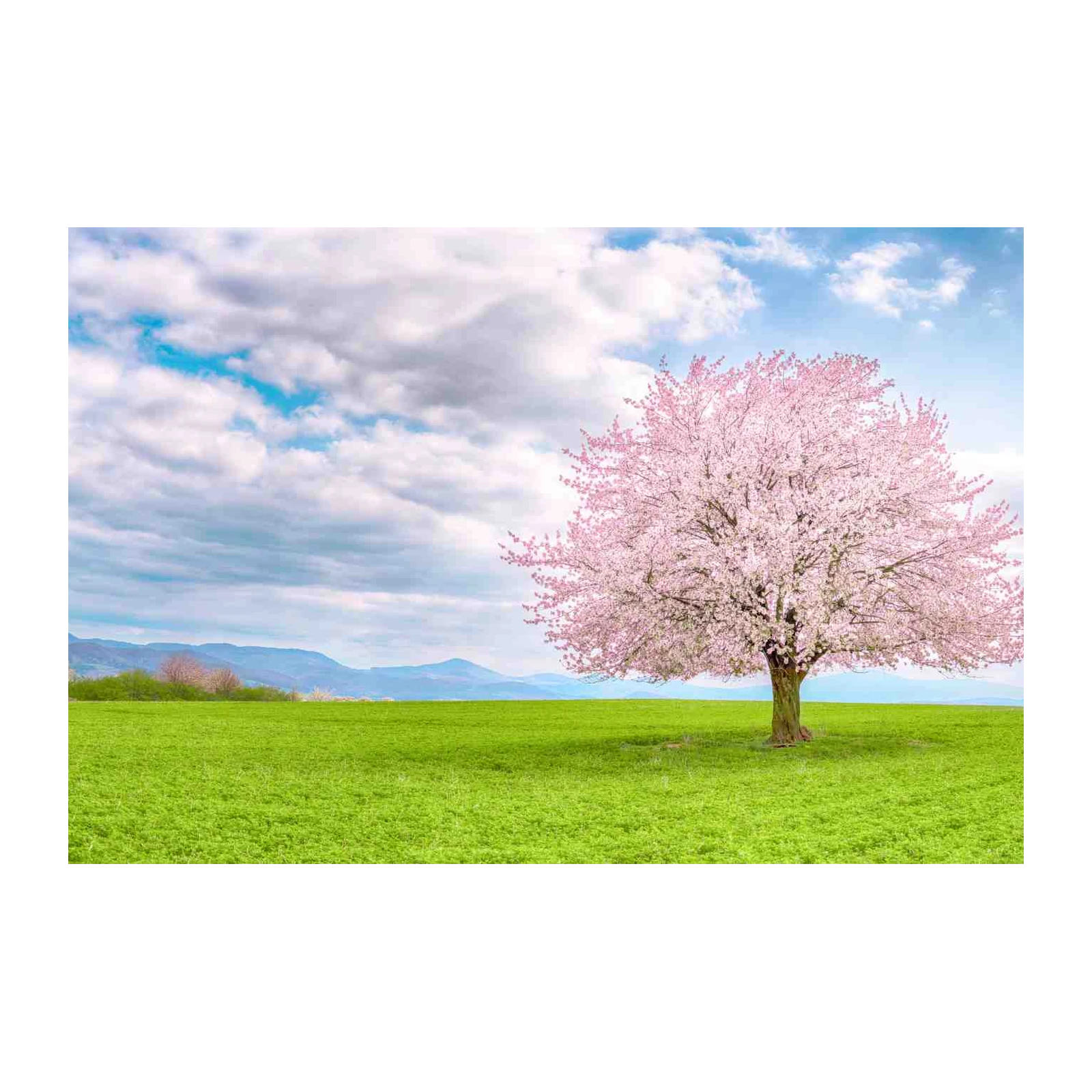 Blossoming Cherry Tree Landscape Wall Art