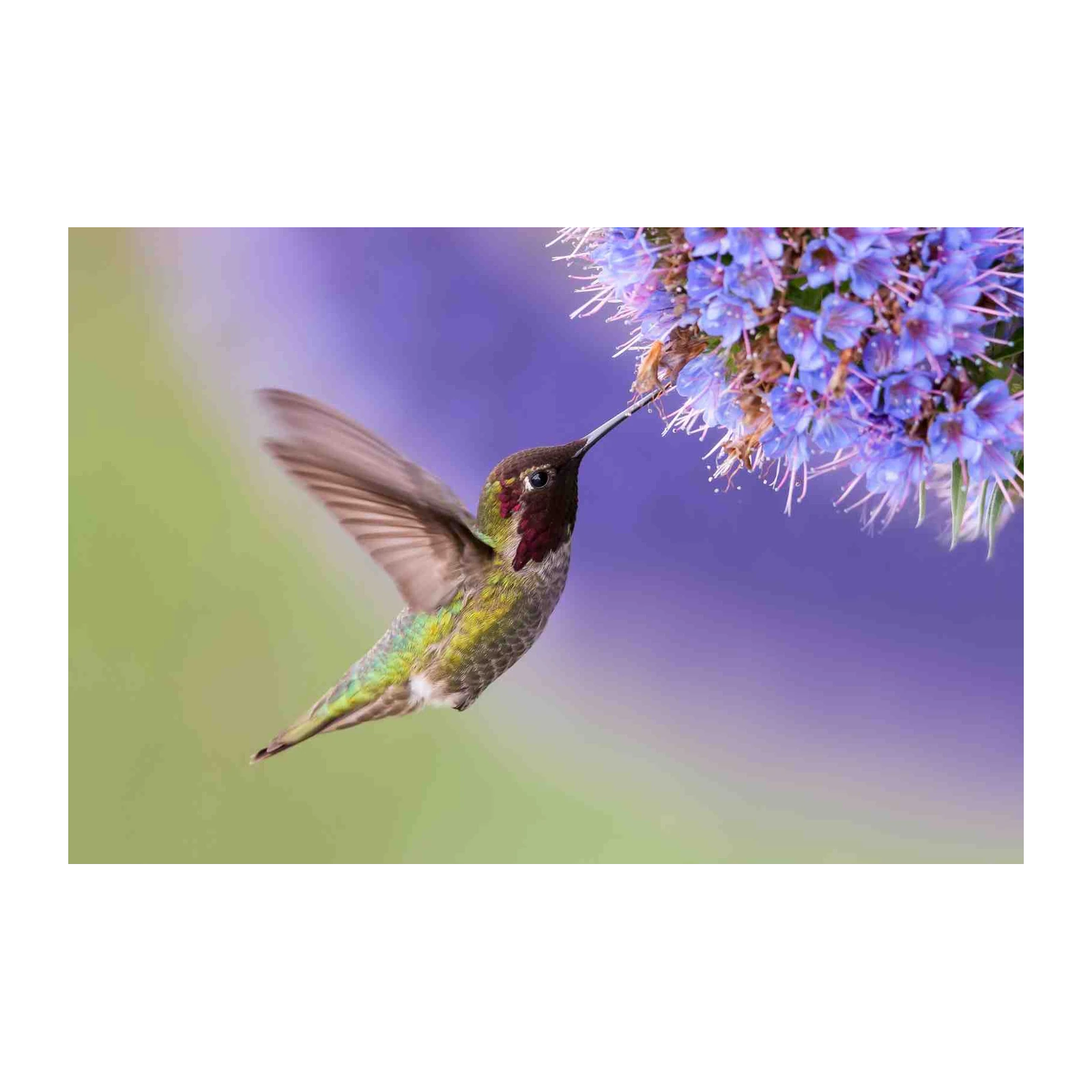 Hummingbird Nectar Serenity Wall Art