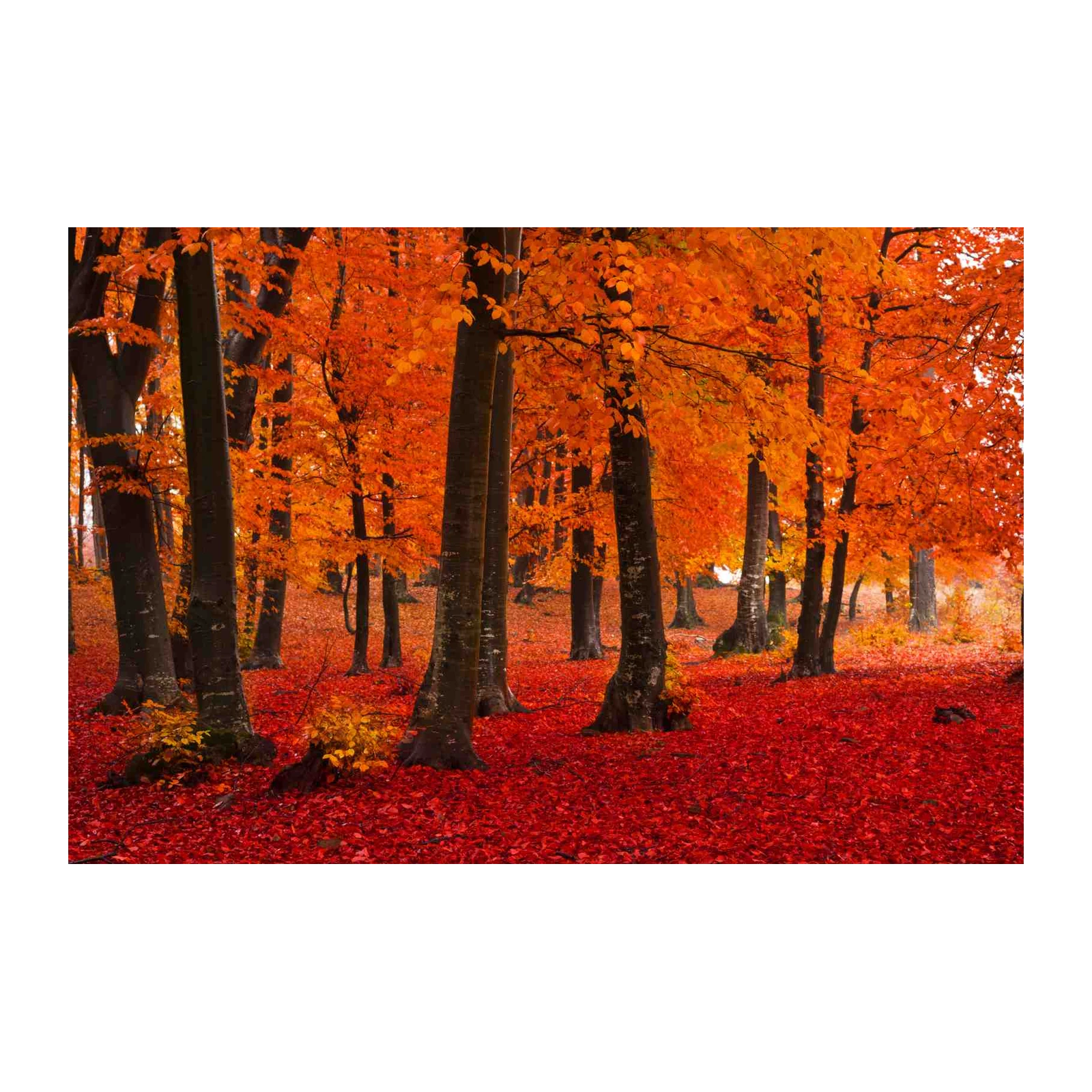 Vibrant Autumn Forest Wall Art