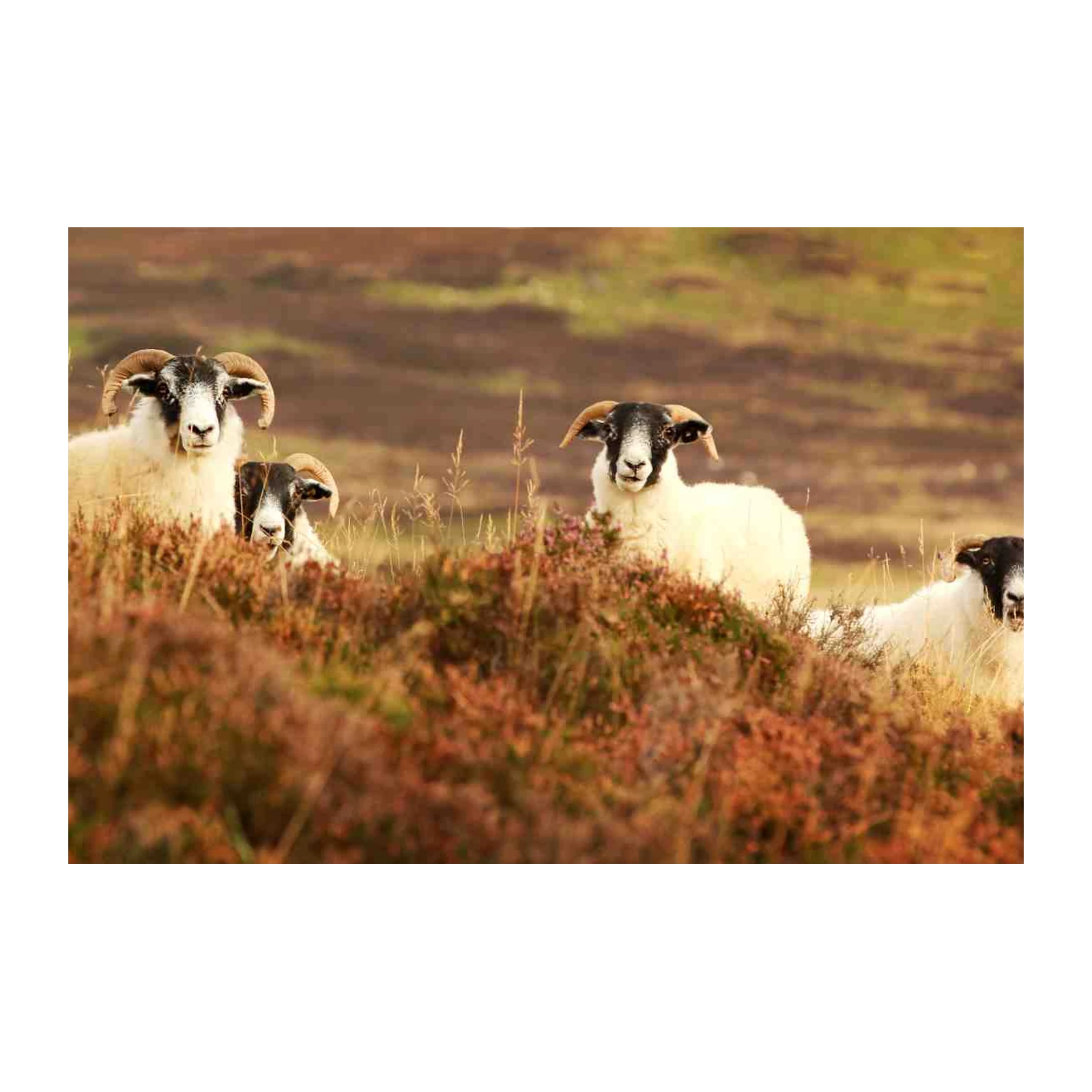 Herd of Sheep Landscape Wall Art