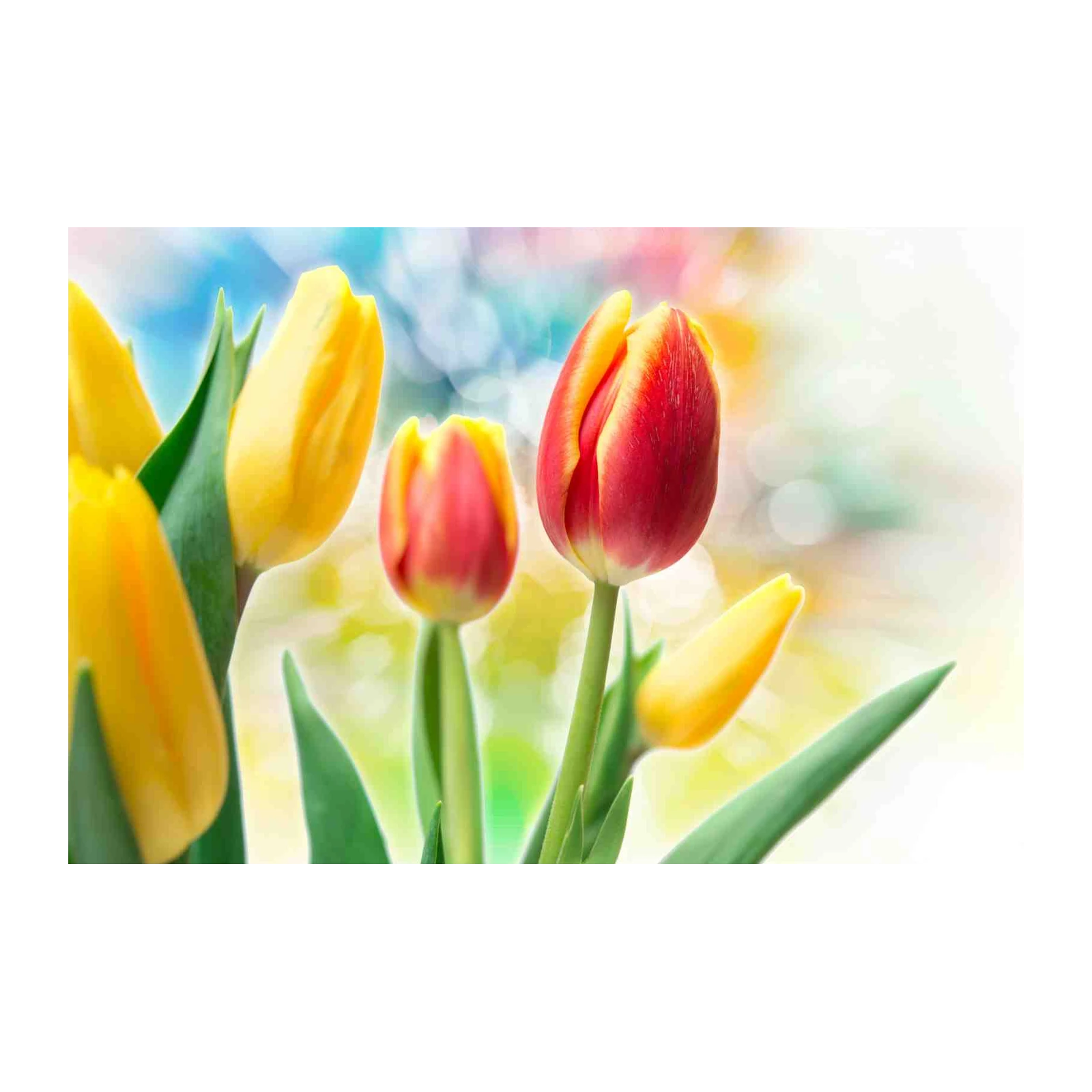 Vibrant Tulip Bloom Wall Art