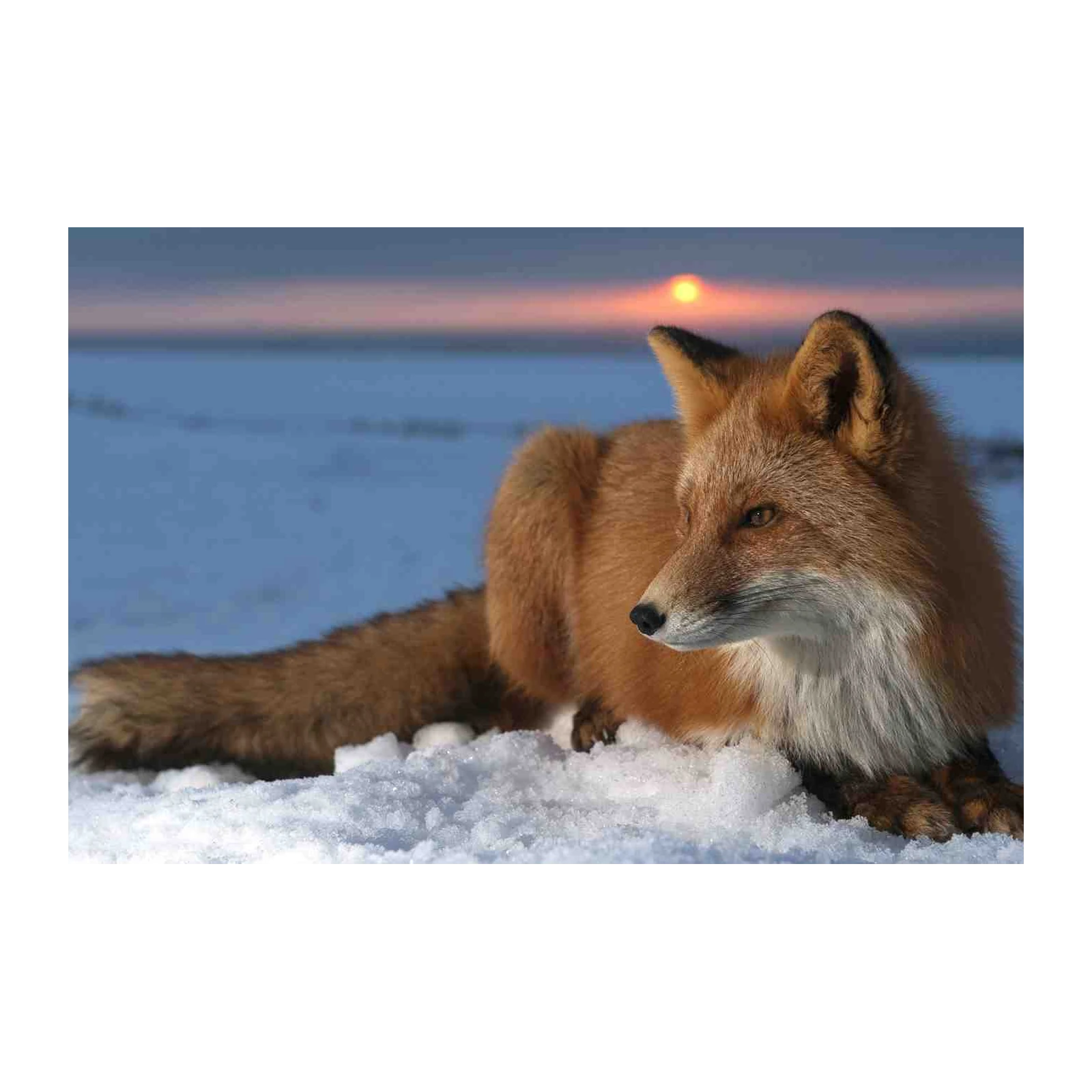 Majestic Red Fox Sunset Wall Art