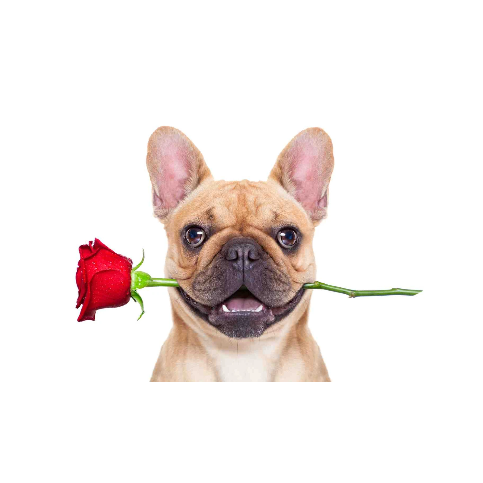 Adorable French Bulldog Rose Wall Art