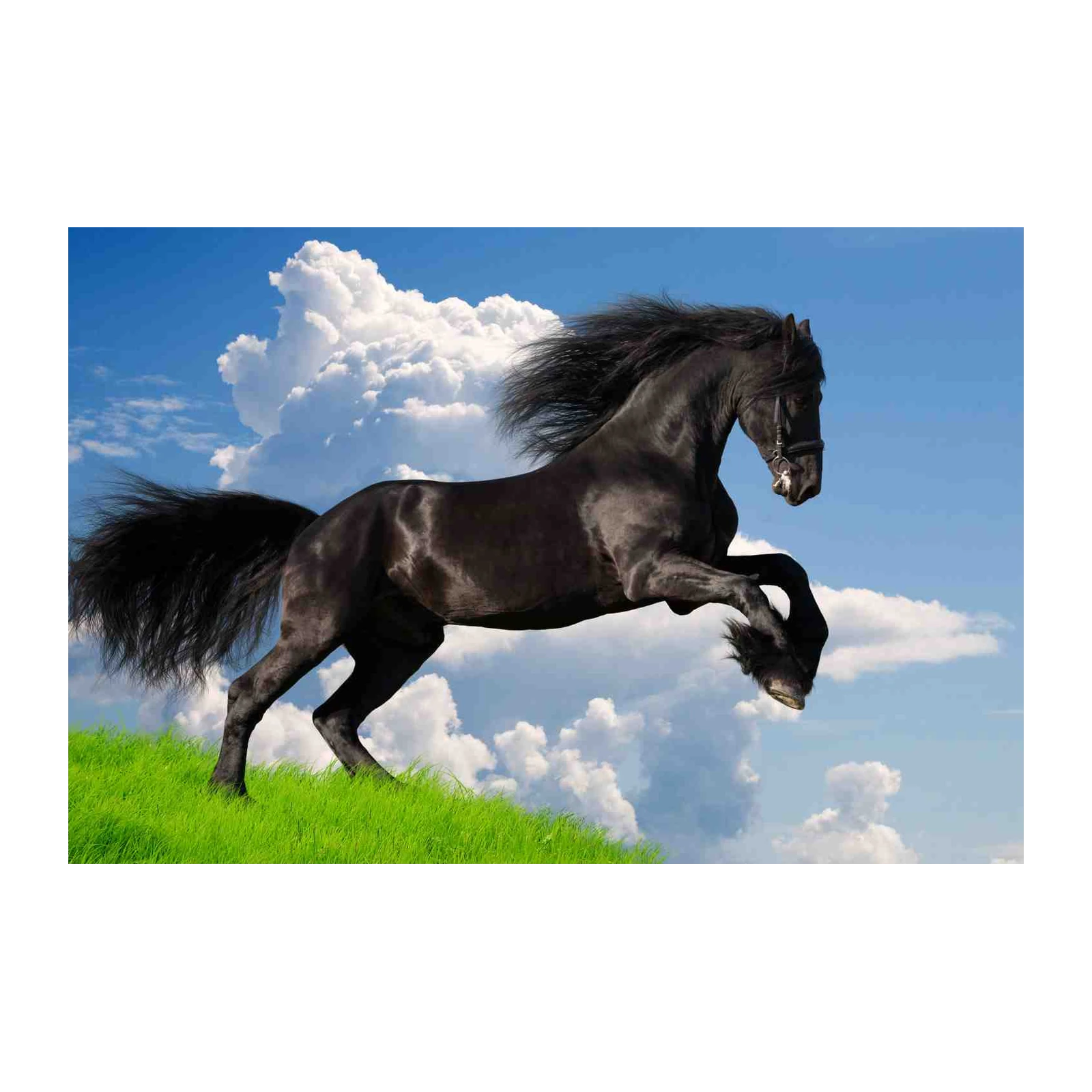 Majestic Black Stallion Horse Wall Art