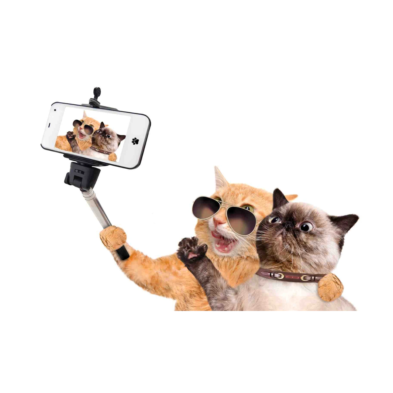 Funny Cat Selfie Sunglasses Wall Art