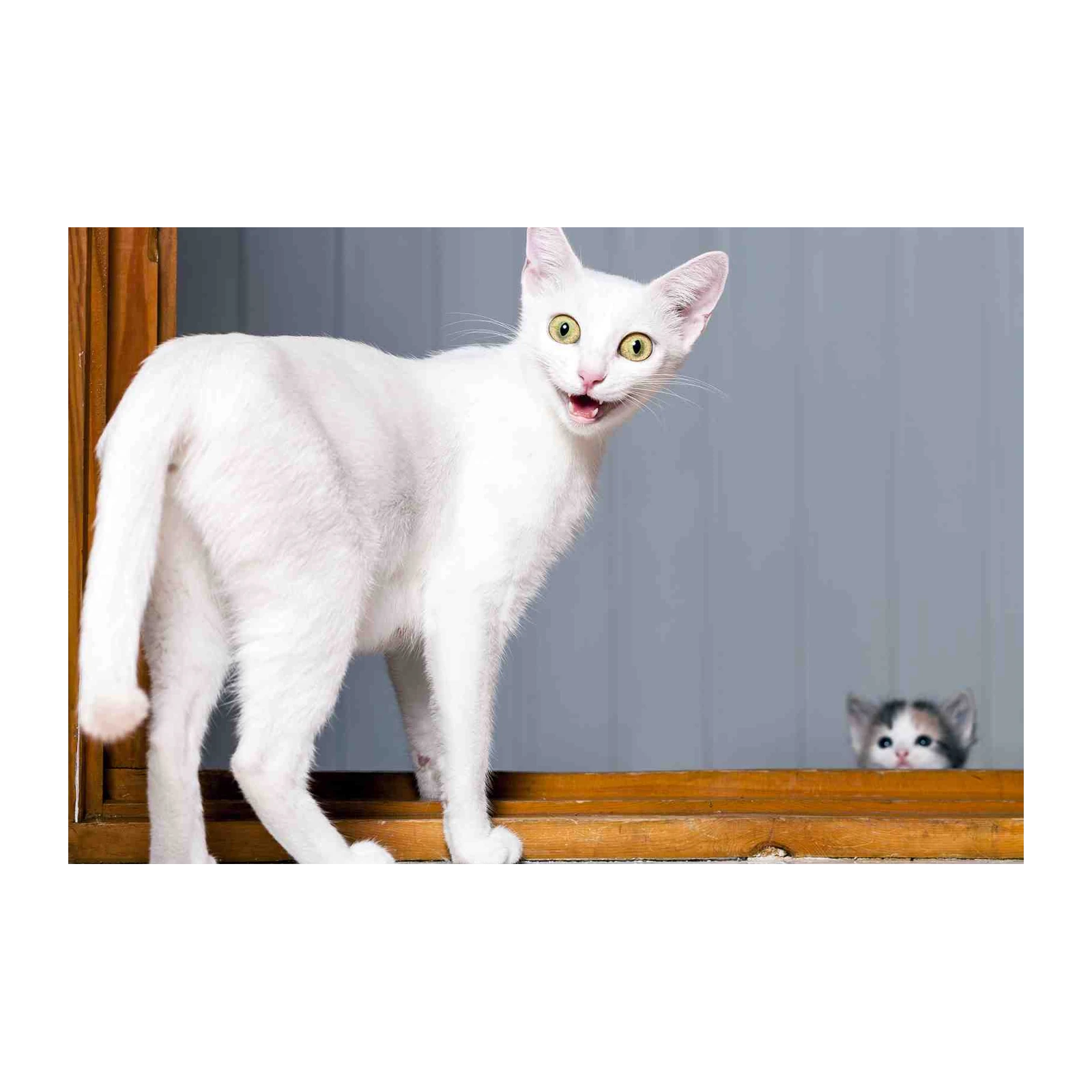 Playful White Cats "Peek-a-Boo" Wall Art