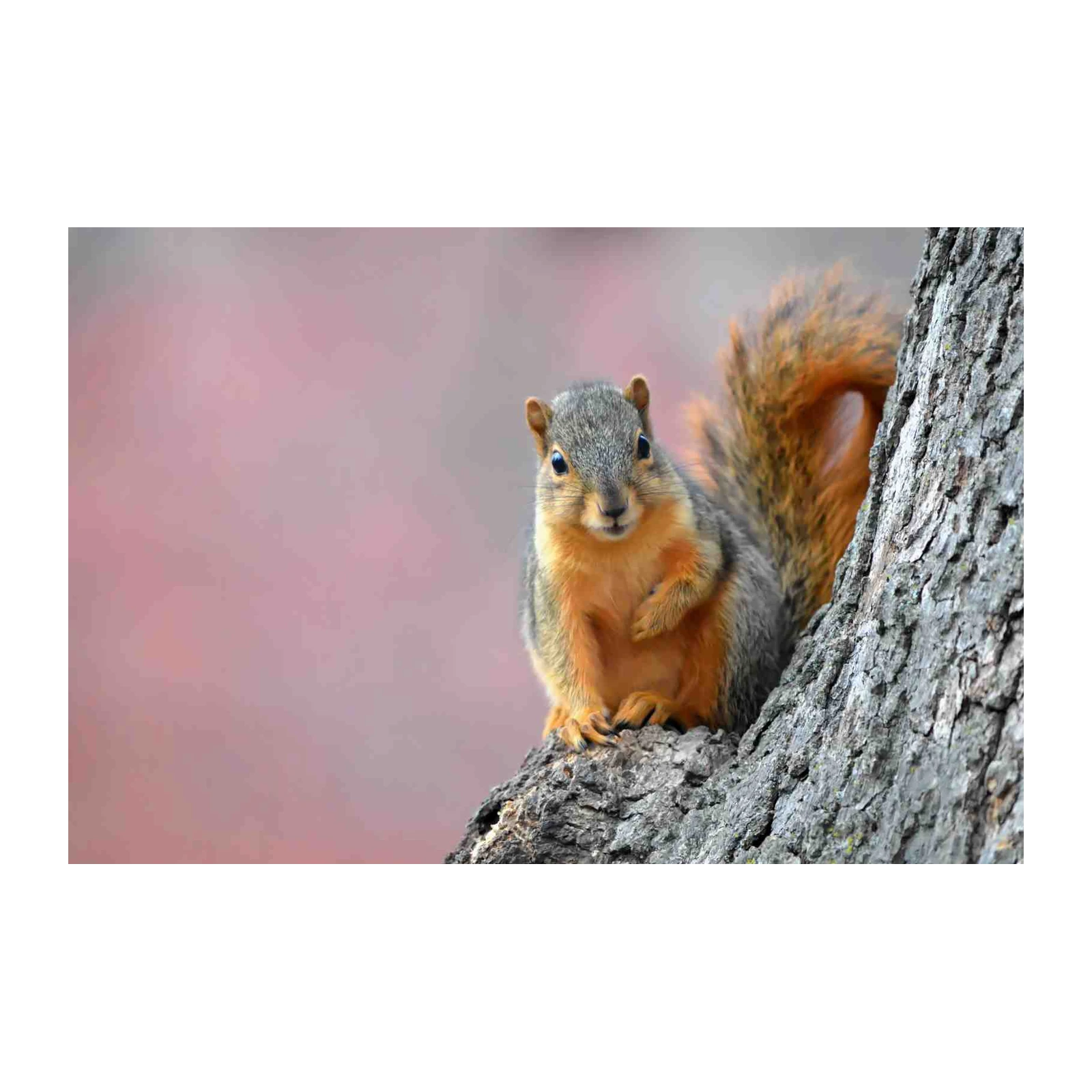 Curious Squirrel Perched on Bark Wall Art