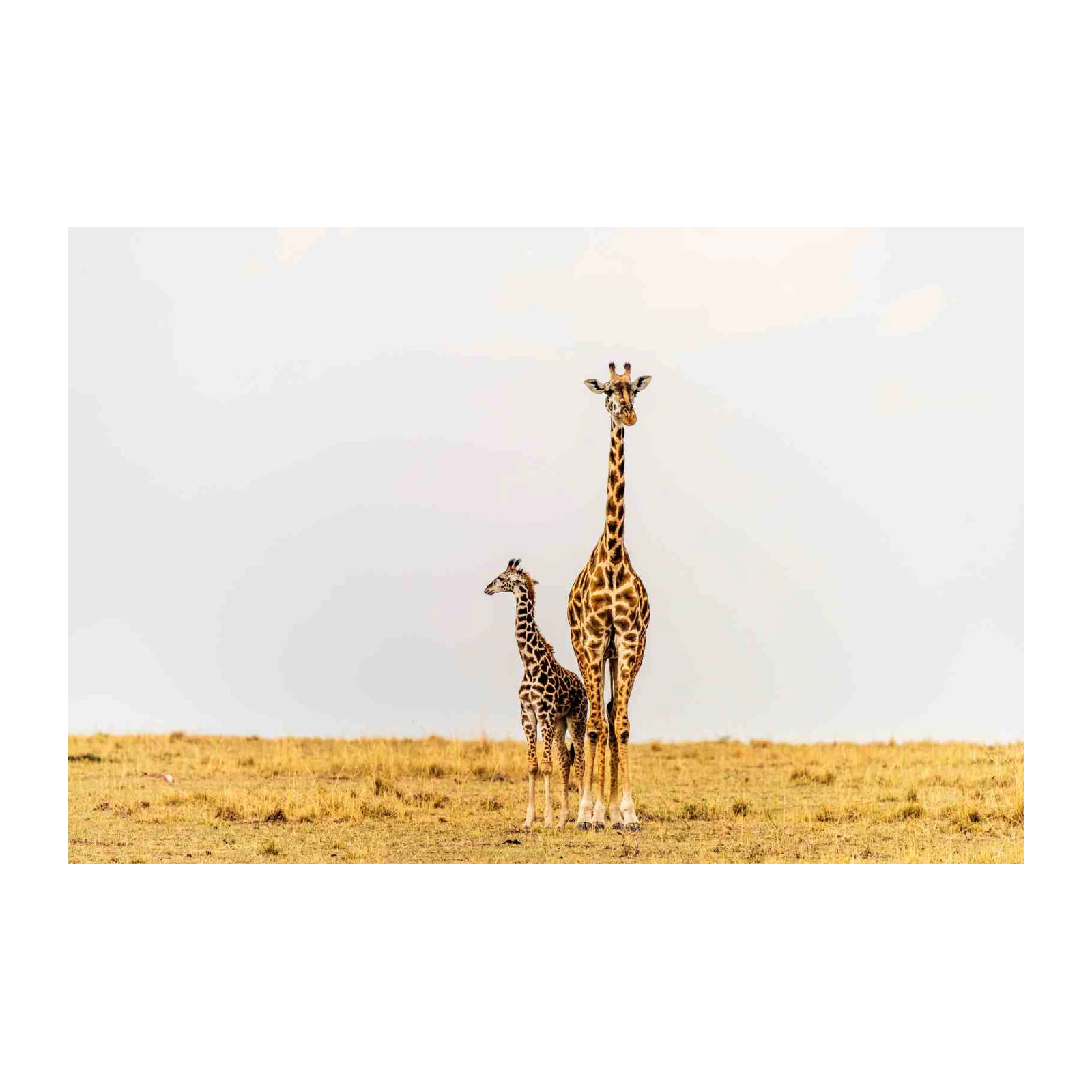 Majestic Giraffe Mother & Calf Wall Art
