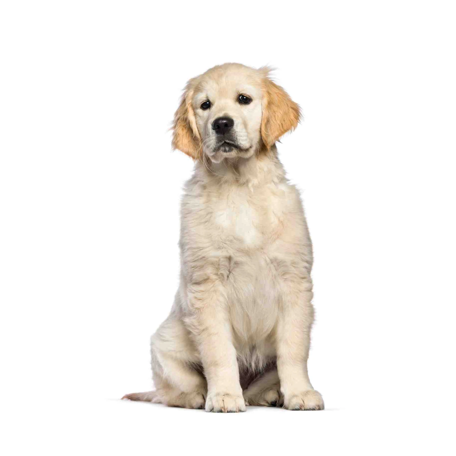 Adorable Golden Retriever Puppy Wall Art