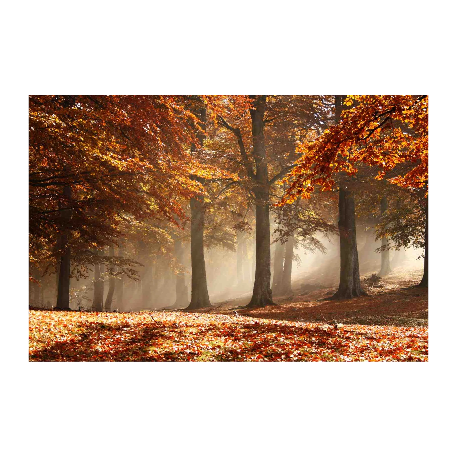 Enchanting Autumn Forest Wall Art
