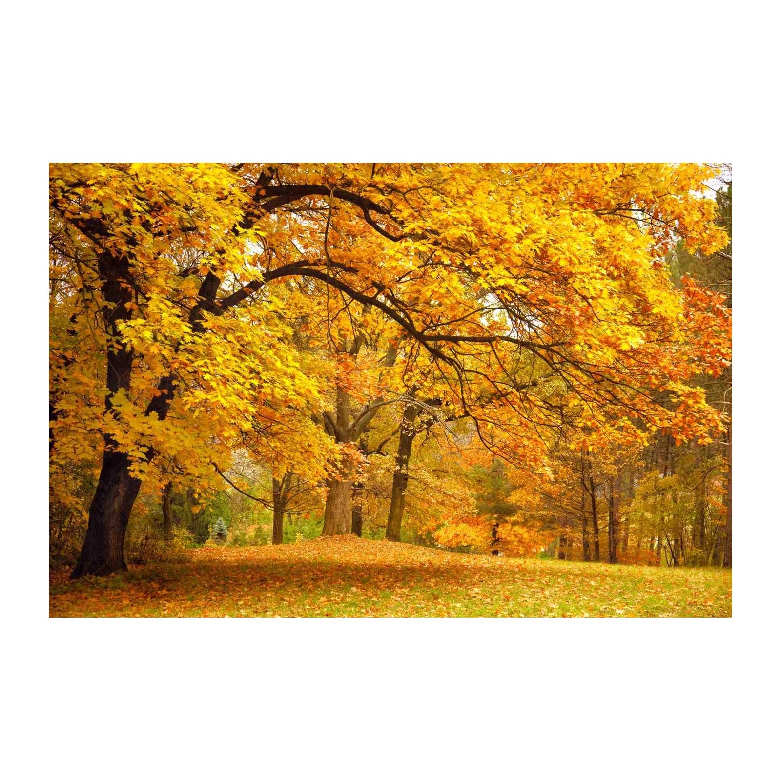Golden Autumn Forest Canopy Wall Art