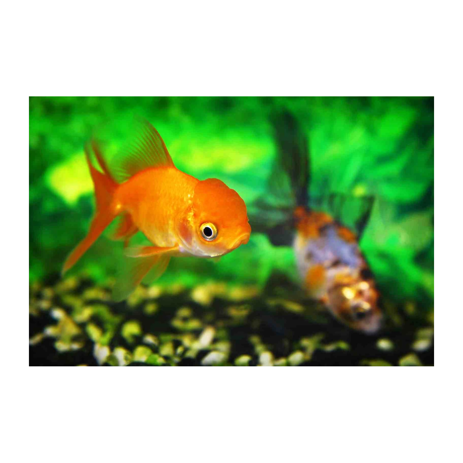 Vibrant Goldfish Underwater Scene Wall Art
