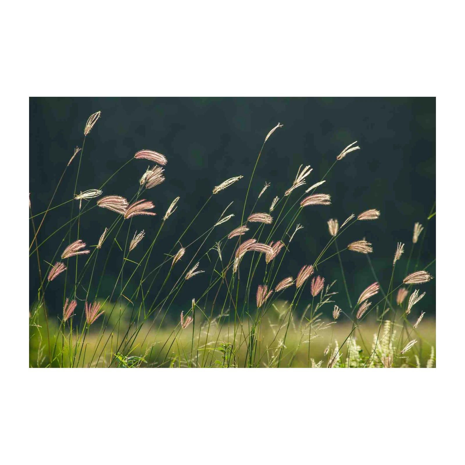 Whispering Meadow Grass Wall Art