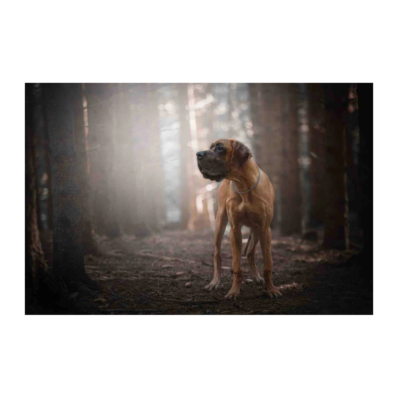 Majestic Mastiff Forest Portrait Wall Art