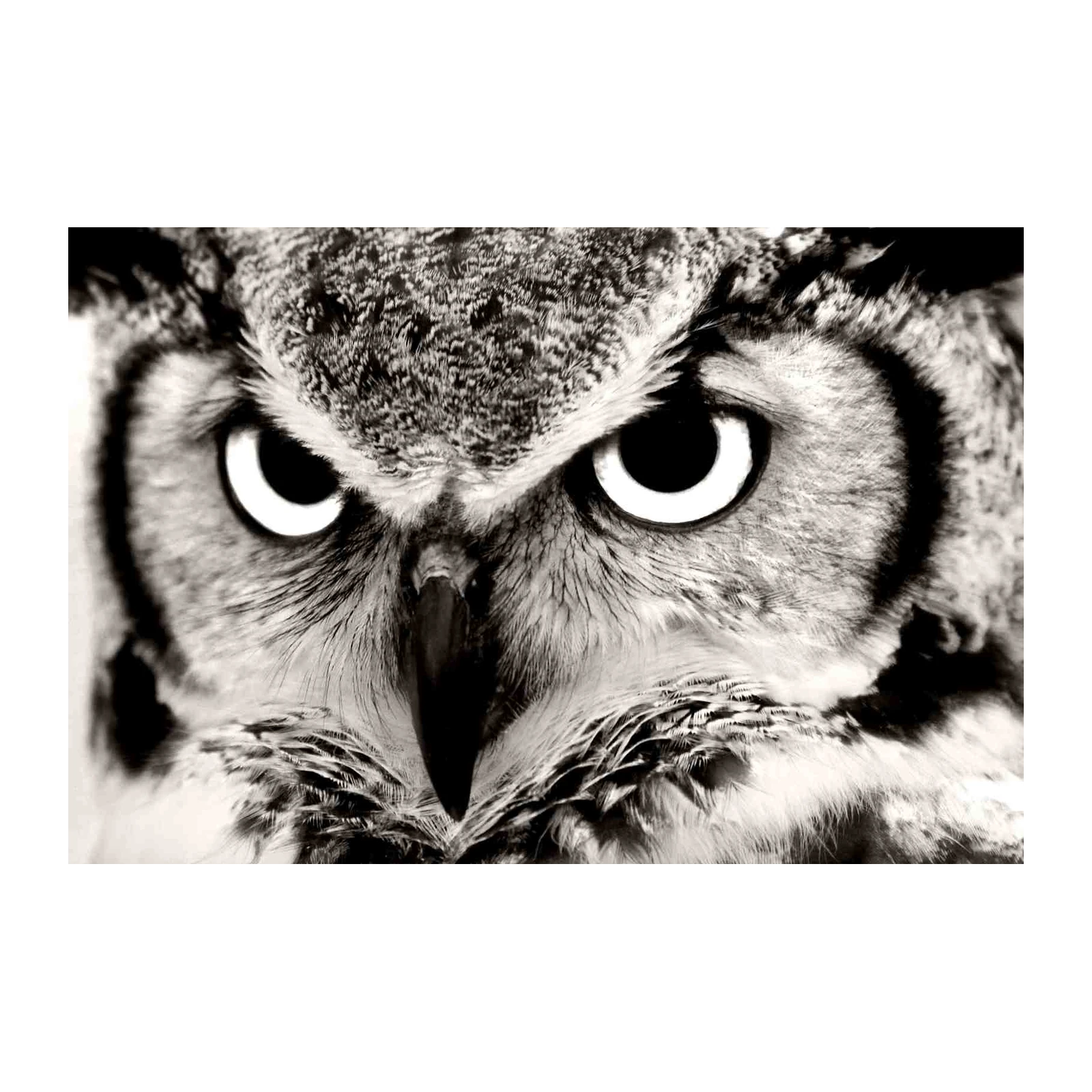 Intense Owl Eye Close-Up Wall Art