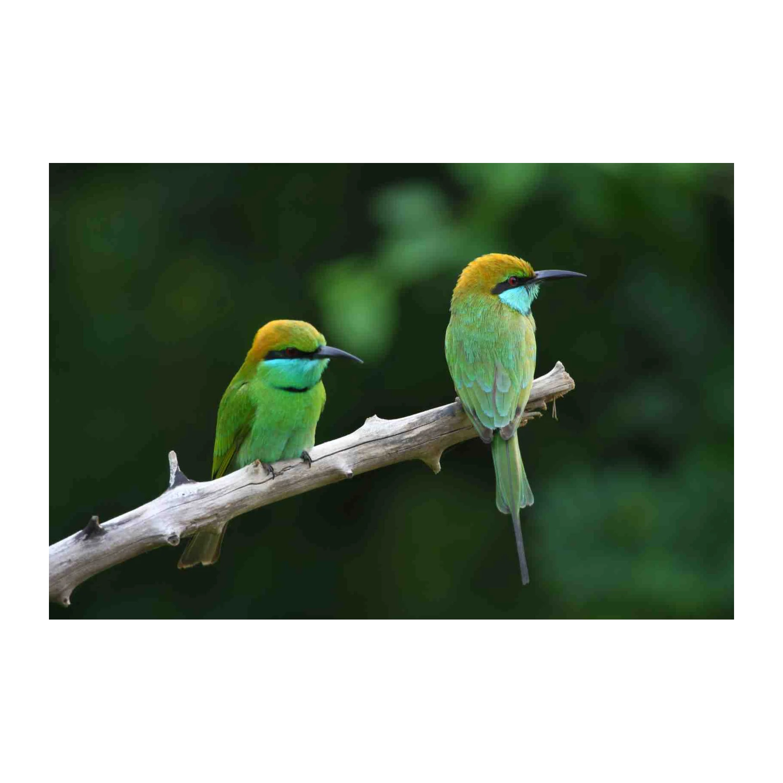 Green Bee-Eater Pair Nature Wall Art