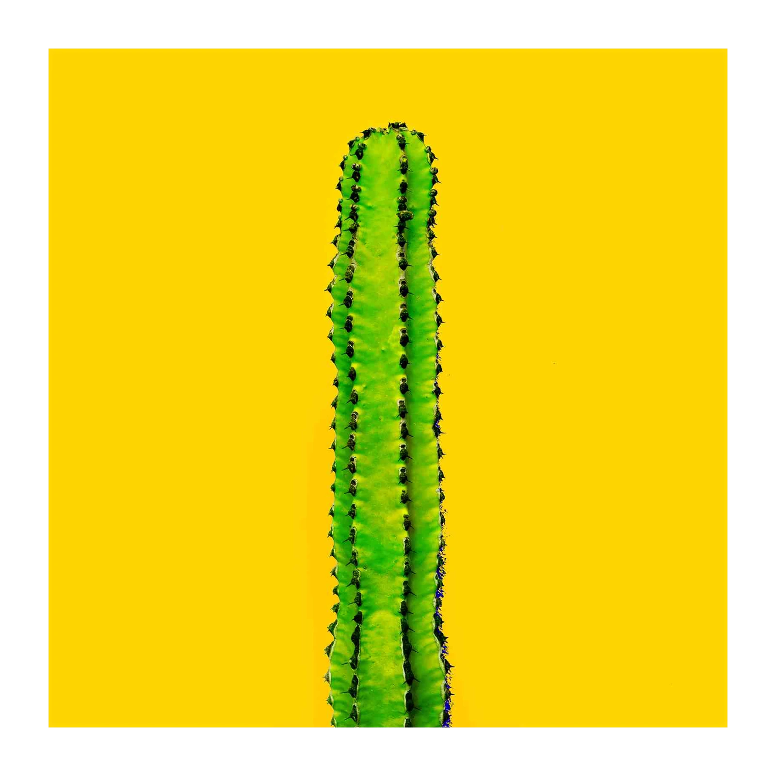 Vibrant Cactus Pop Art Wall Art