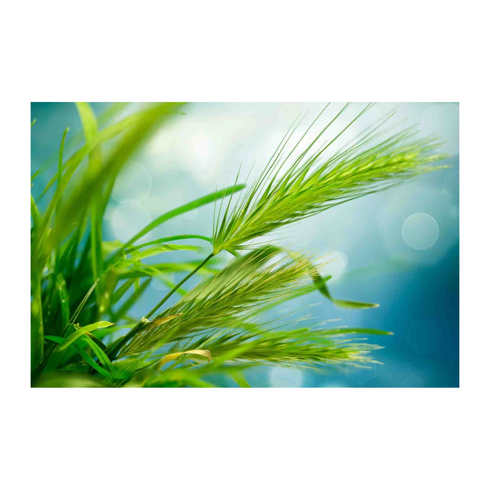 Lush Green Grass Close-up Wall Art