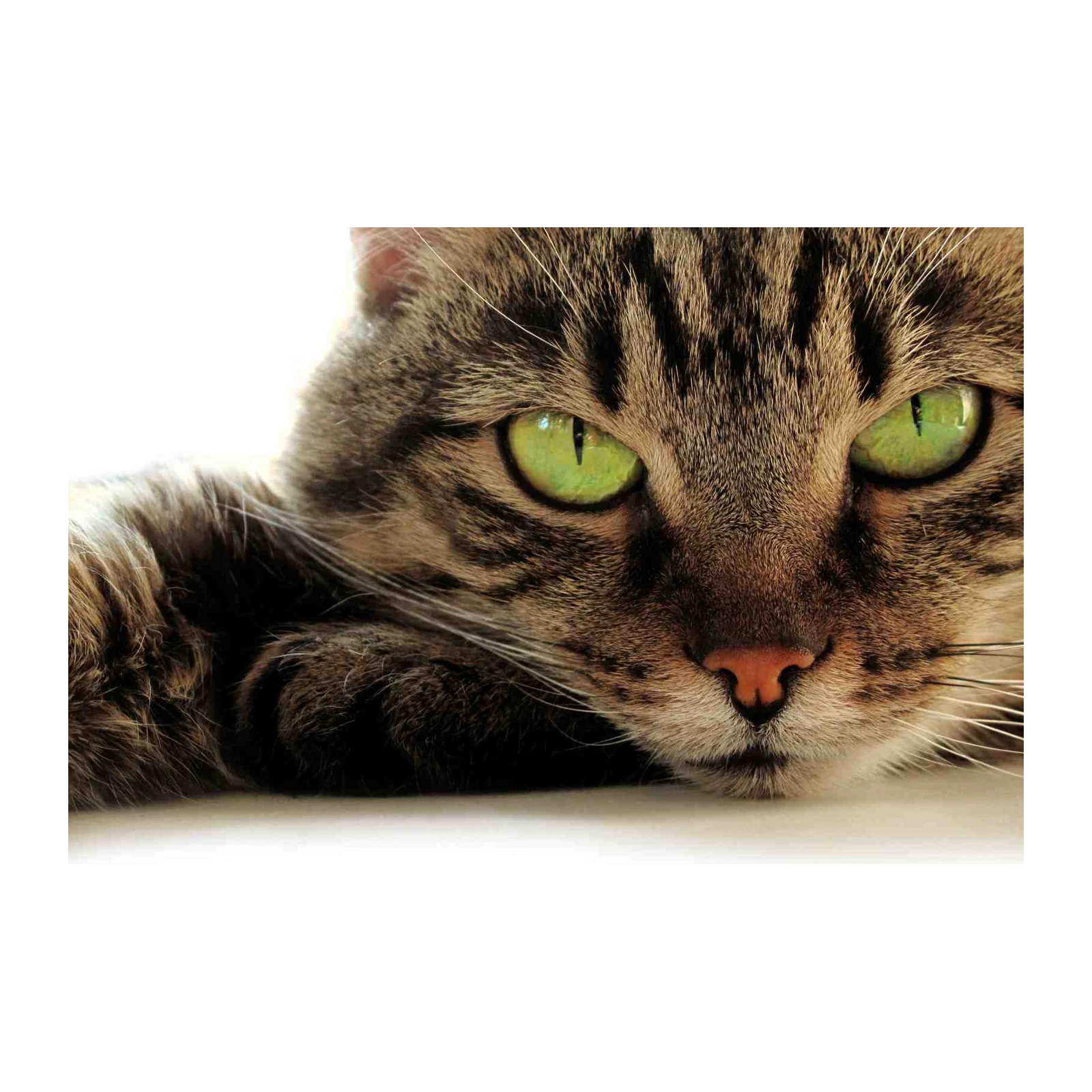 Captivating Green Eyes Tabby Cat Wall Art