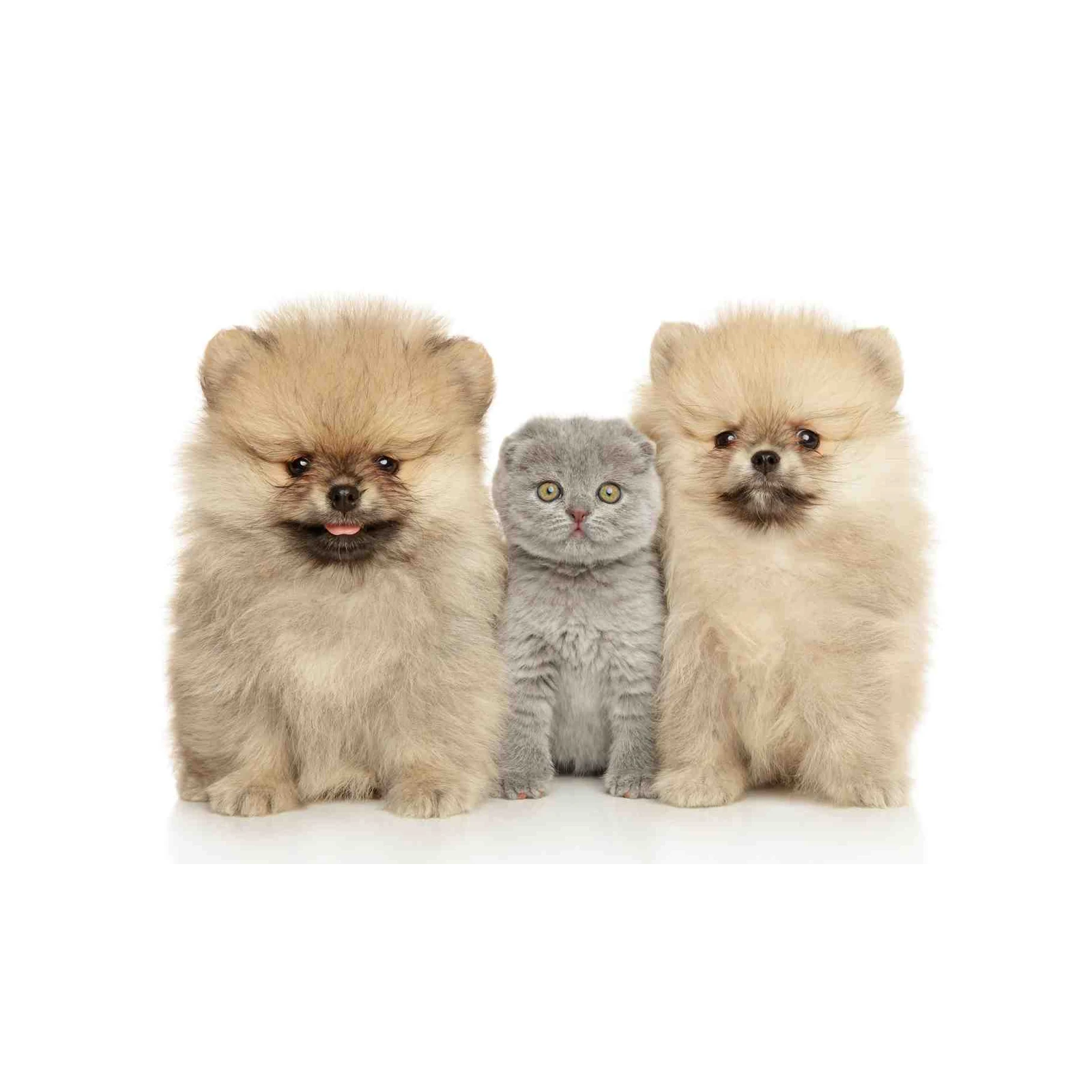 Adorable Puppy & Kitten Trio Wall Art