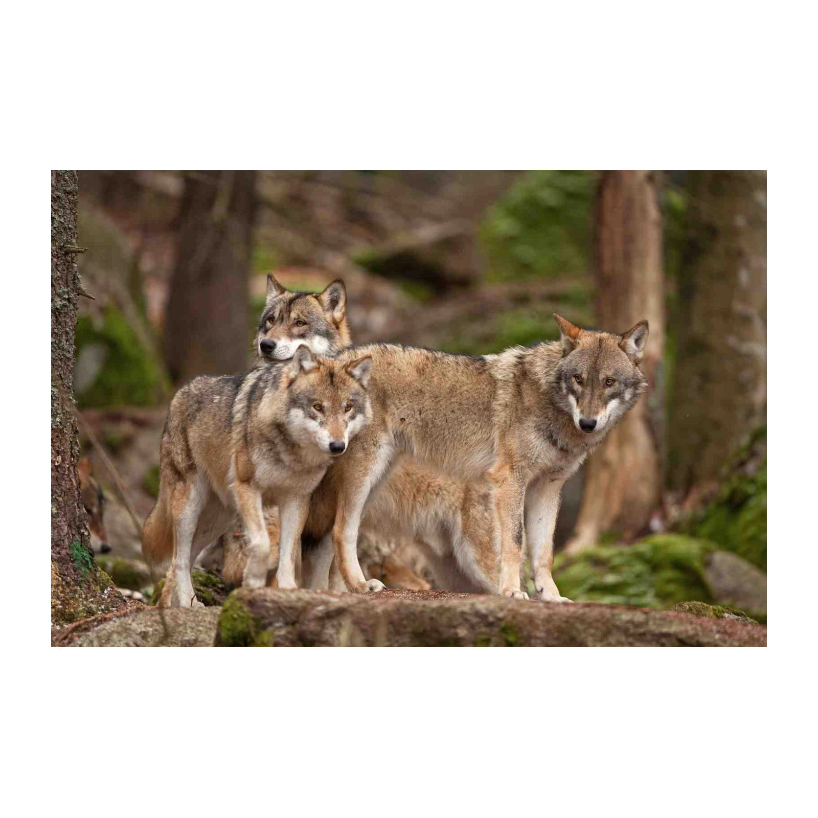 Majestic Wolf Pack Forest Wall Art