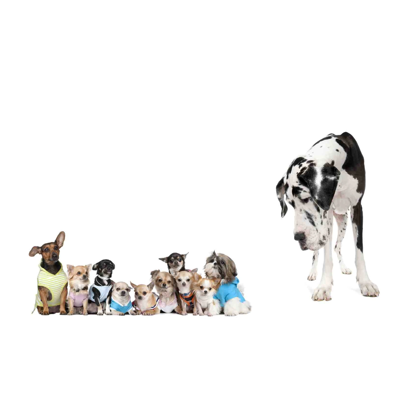 Adorable Dog Crew Wall Art