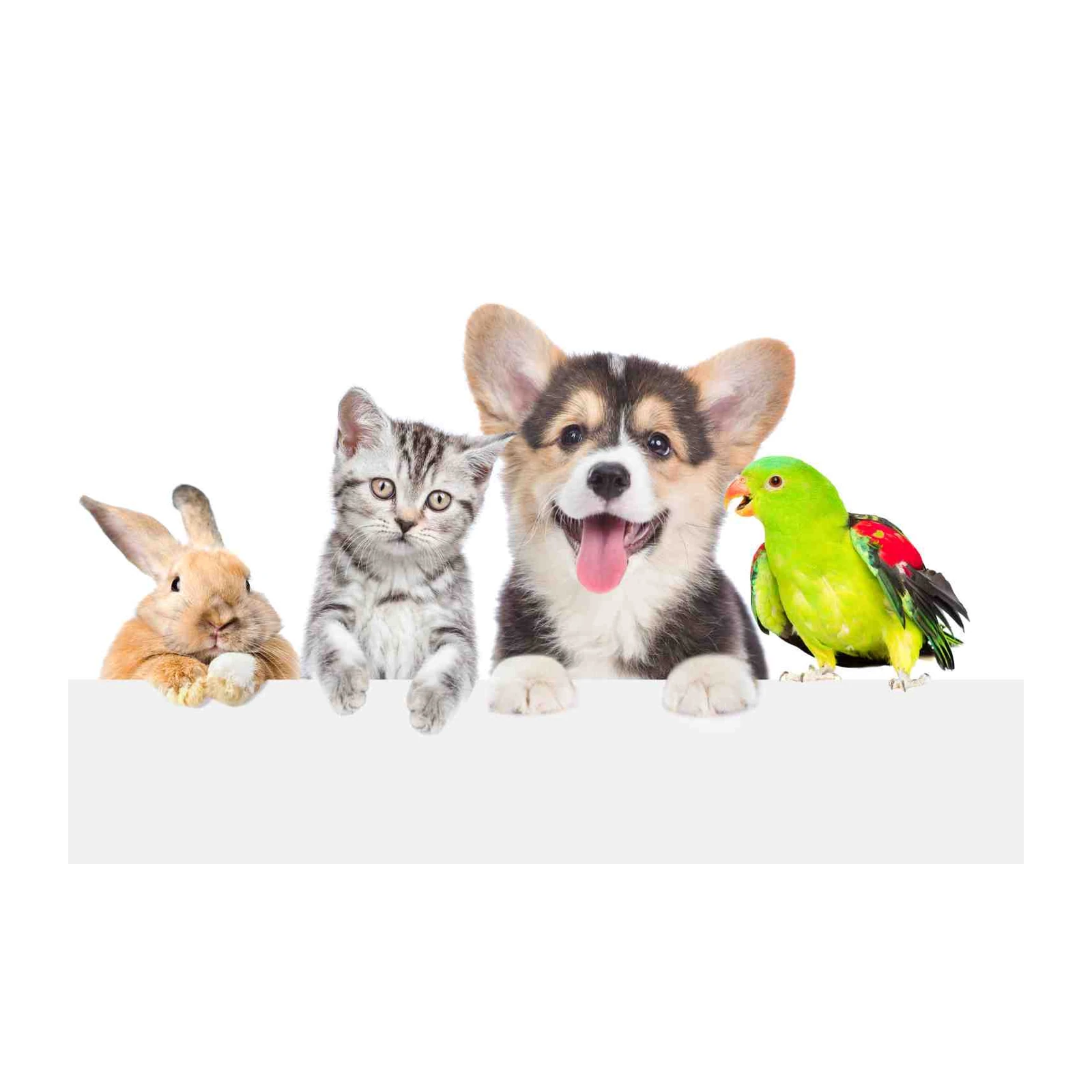 Cute Animal Friends: Dog Cat Bunny Parrot Wall Art
