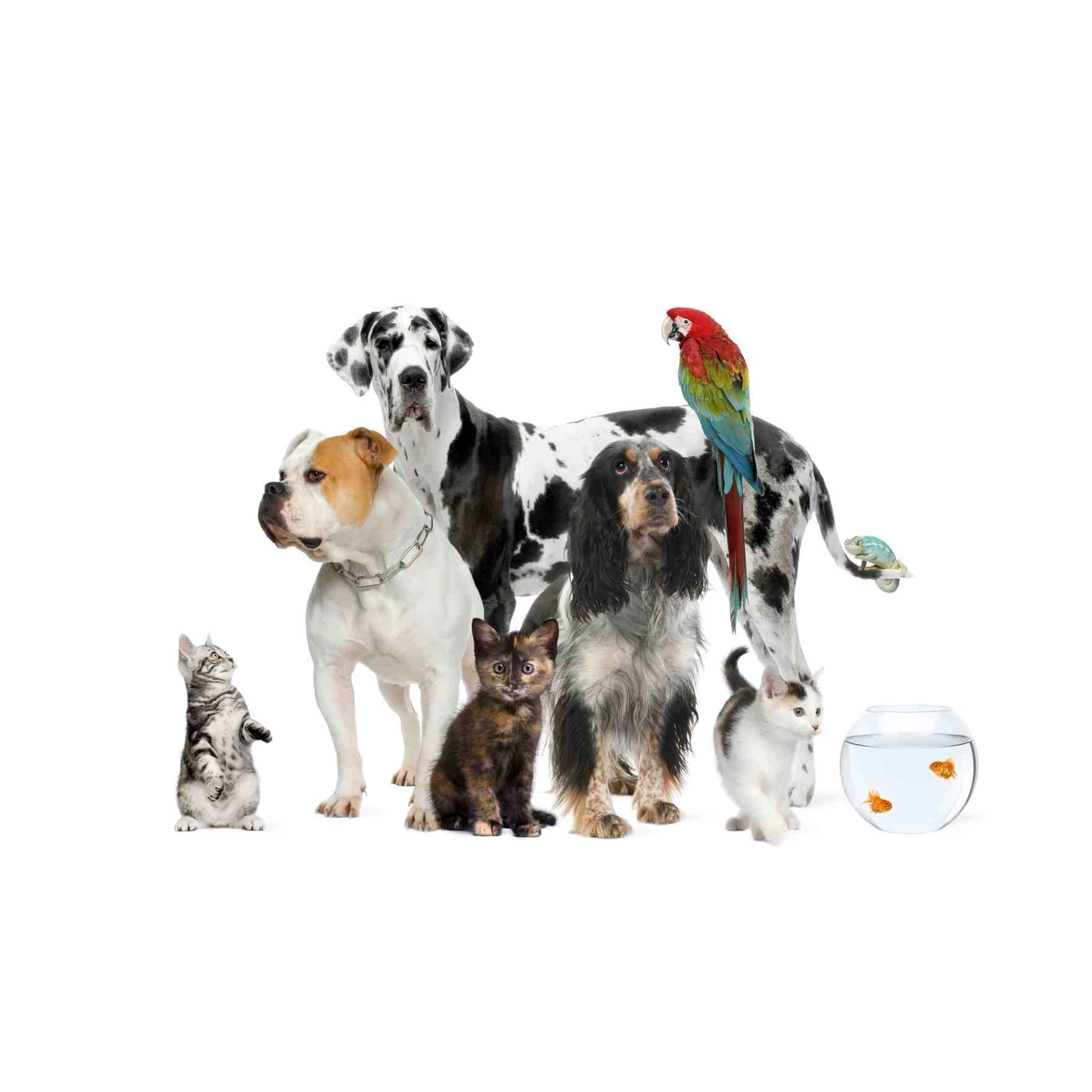 Enchanting Pet Pals Wall Art