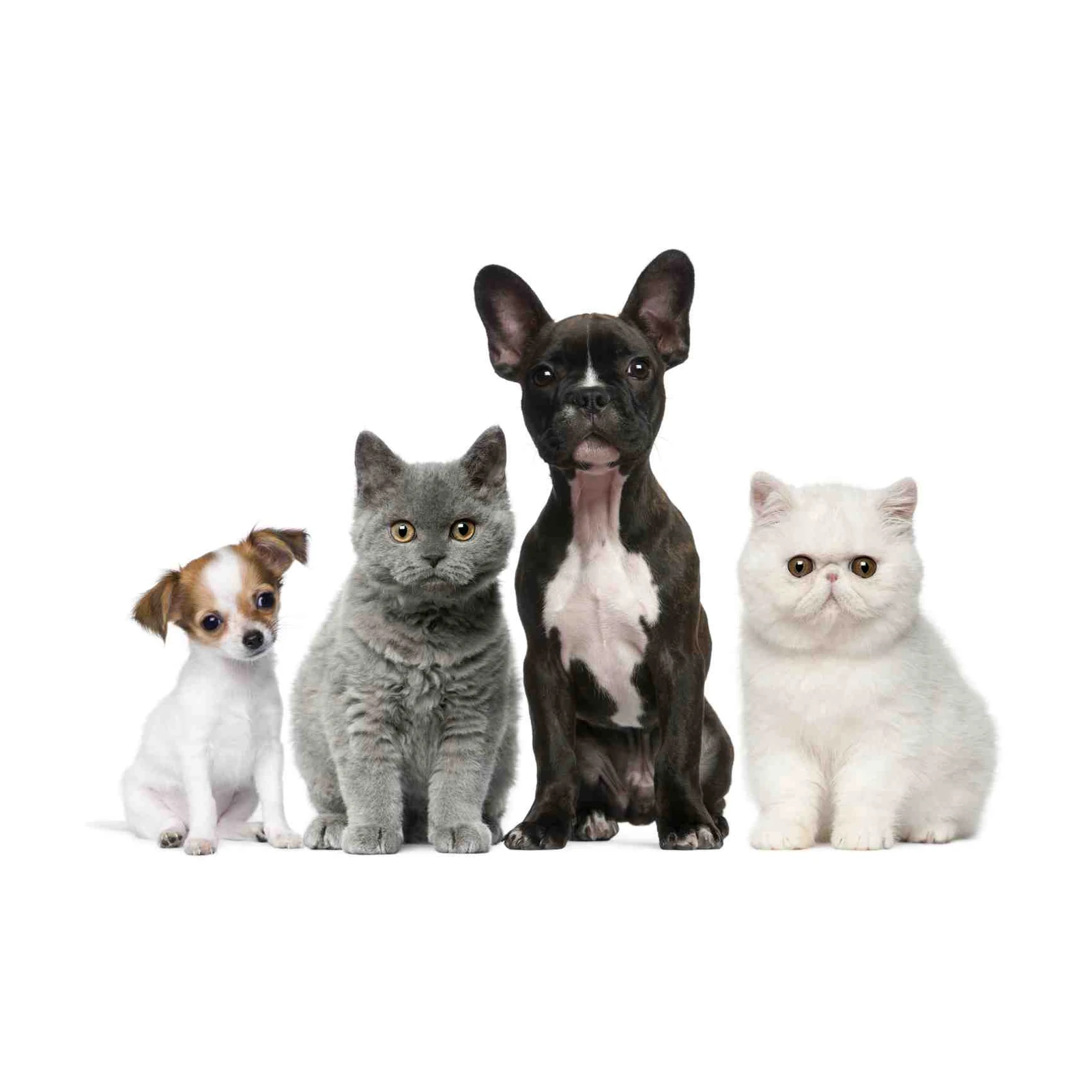 Cute Pet Trio Wall Art