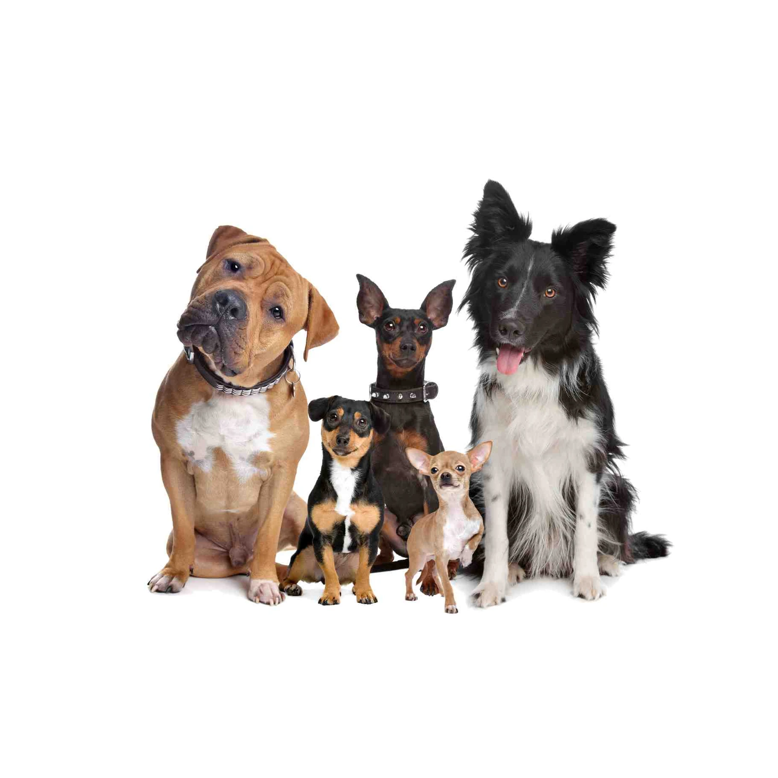 Adorable Dog Pack Portrait Wall Art