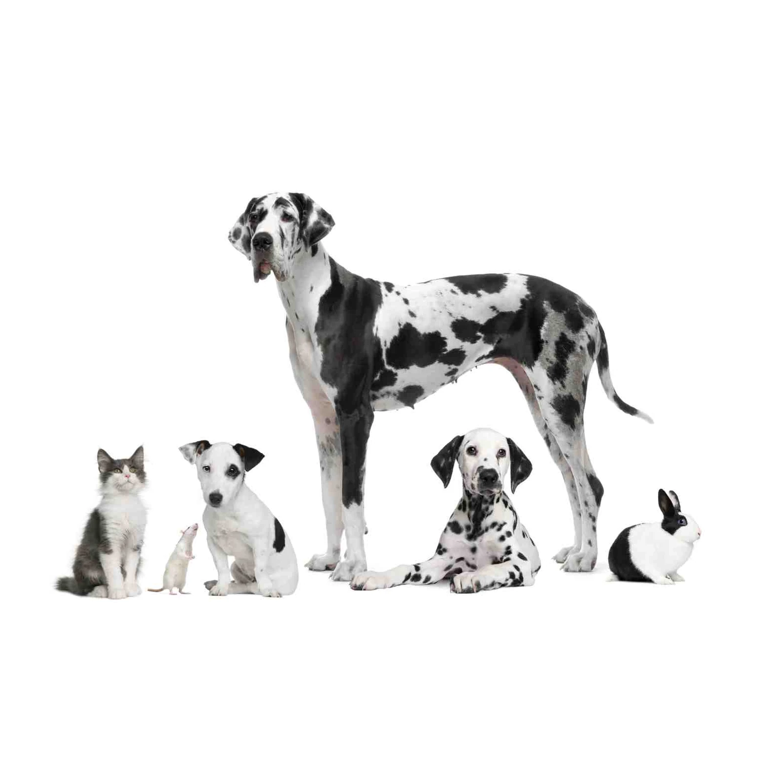 Adorable Pet Friends Duo Tone Wall Art