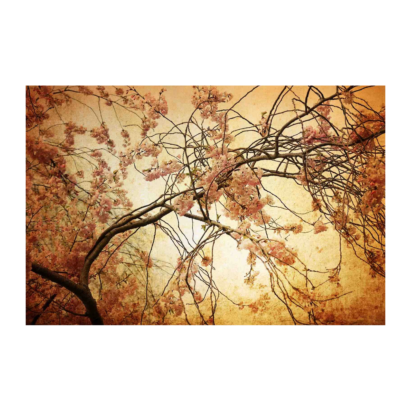 Vintage Cherry Blossom Tree Wall Art