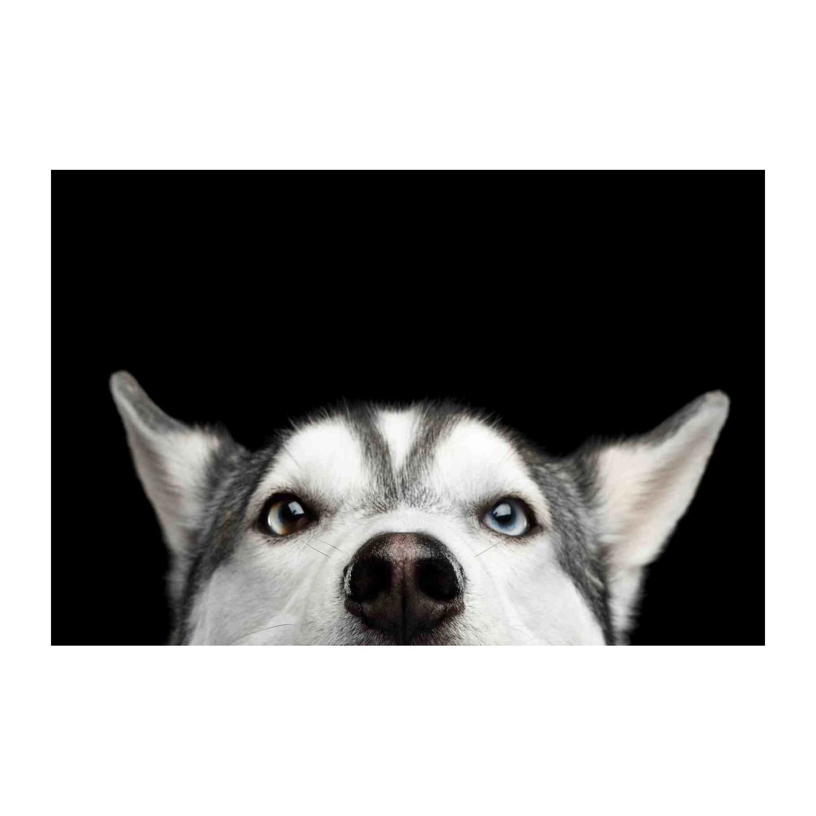 Stunning Husky Eyes Wall Art