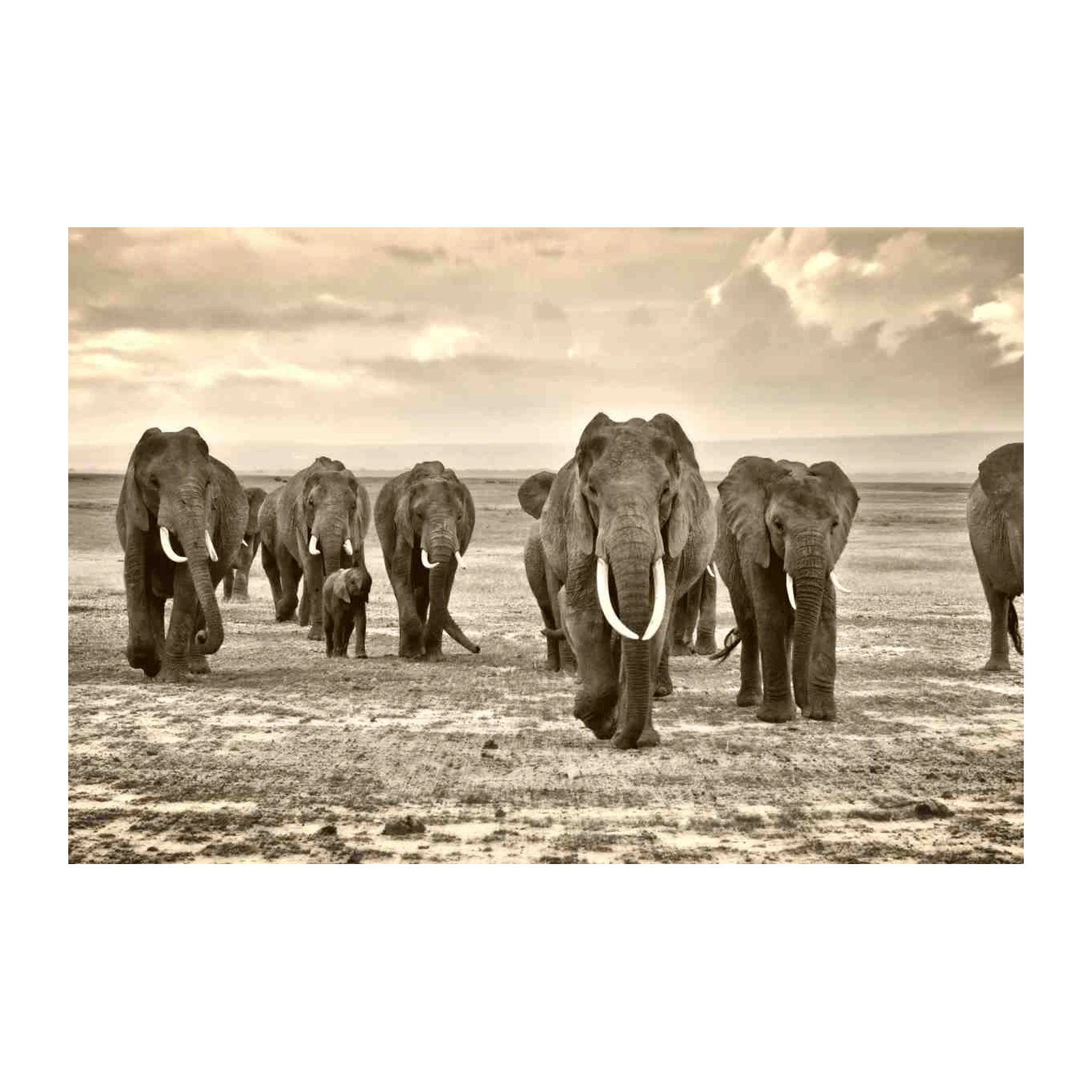 Majestic Elephant Herd Safari Wall Art