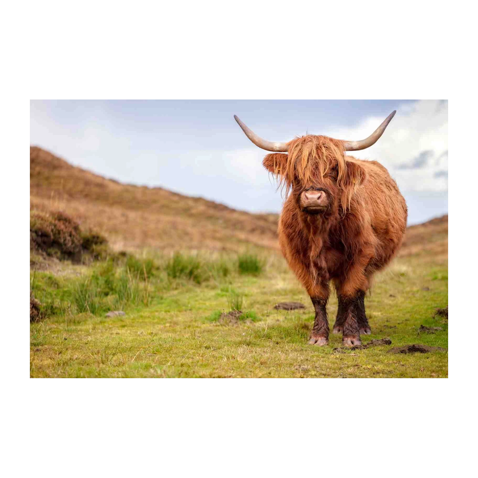 Majestic Highland Cow Rustic Nature Wall Art