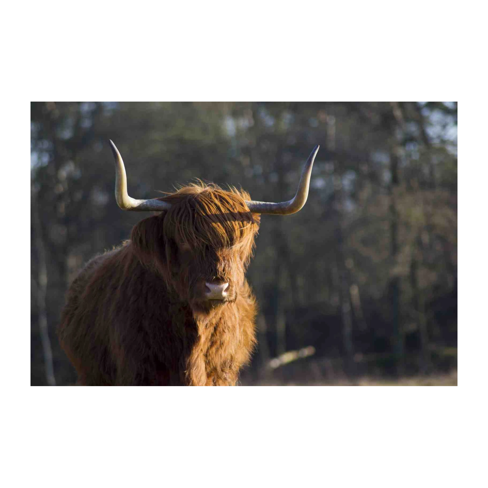 Majestic Highland Cow Portrait Wall Art