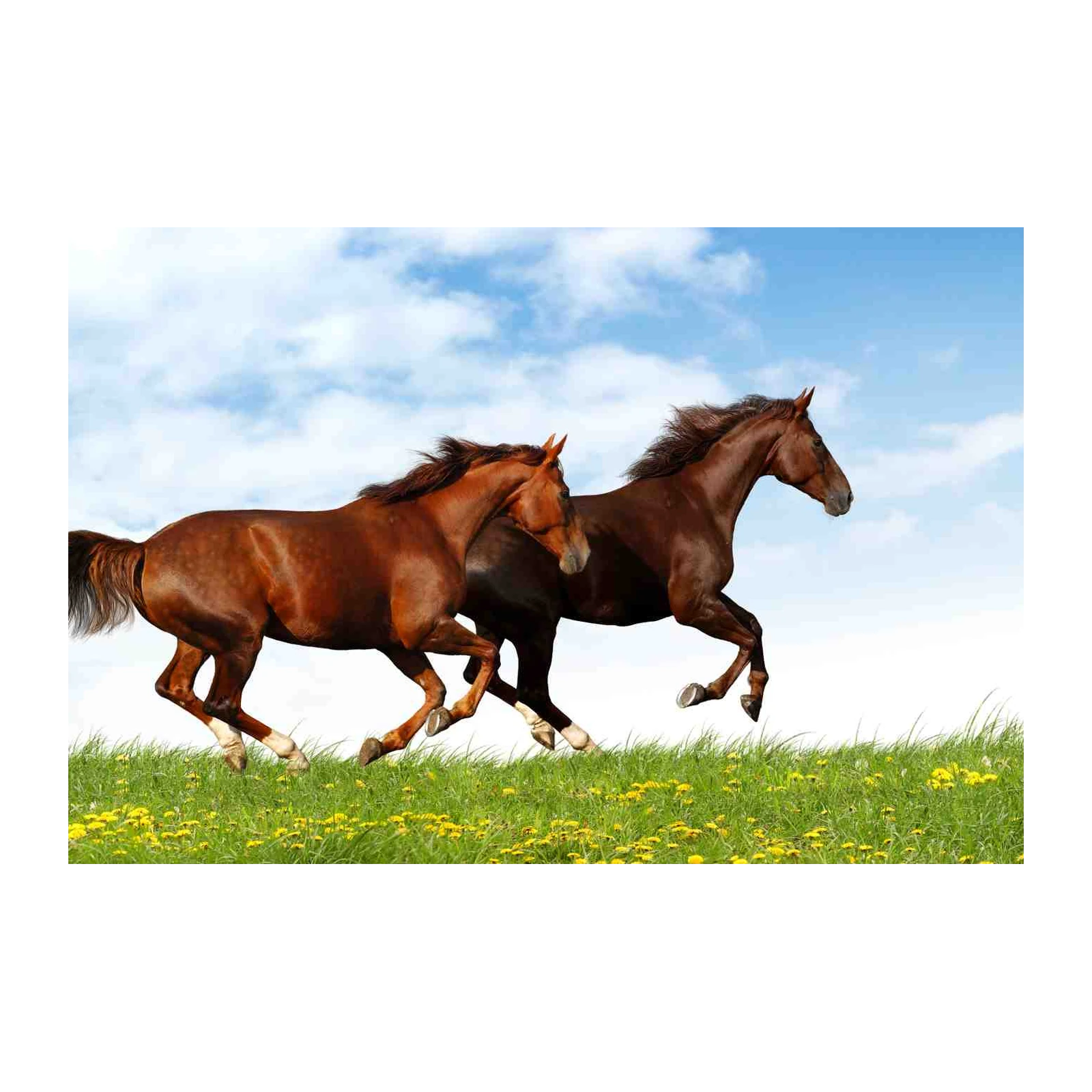 Majestic Chestnut Horses Gallop Wall Art