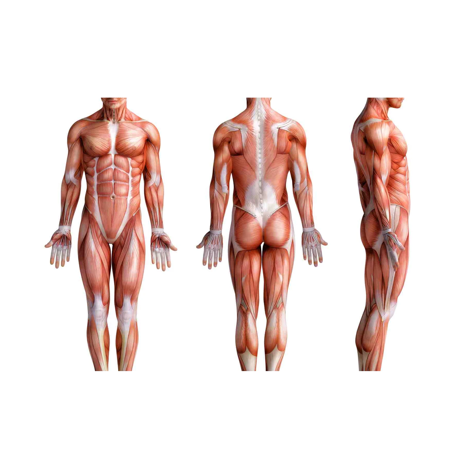 Anatomical Muscle Man 3-View Wall Art