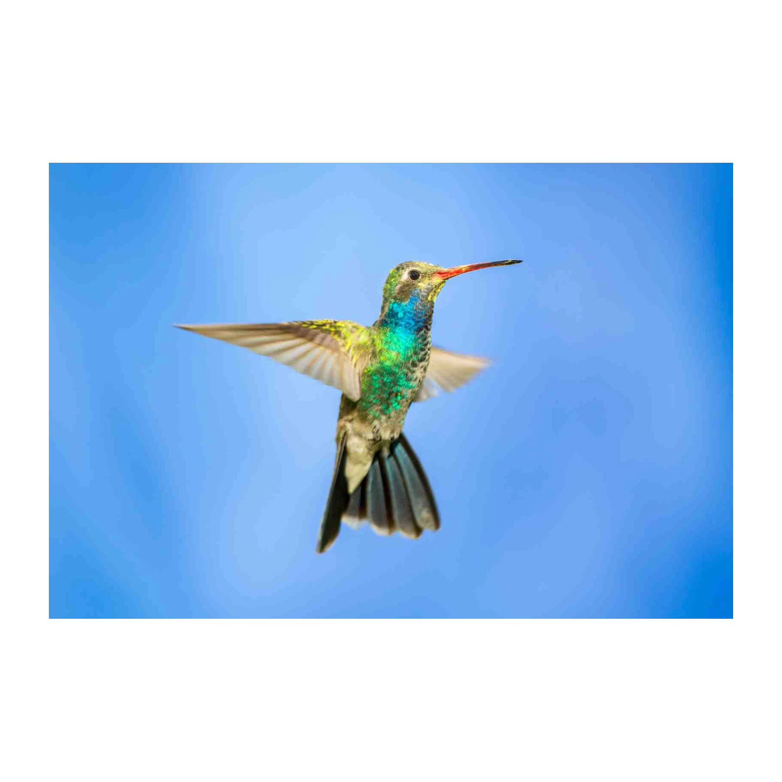 Vibrant Hummingbird in Flight Wall Art