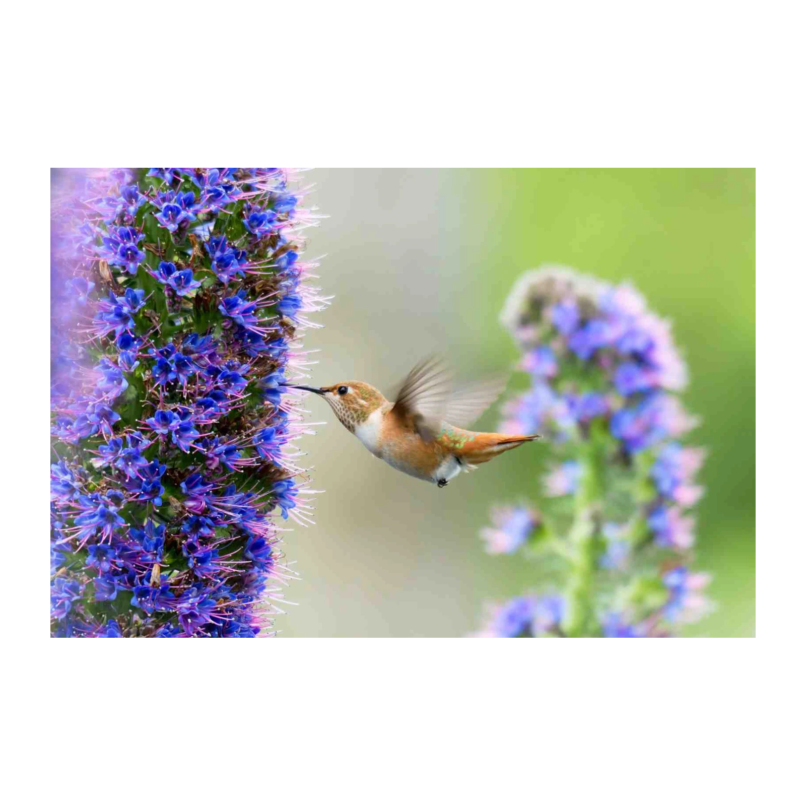 Hummingbird & Blue Flowers Wall Art