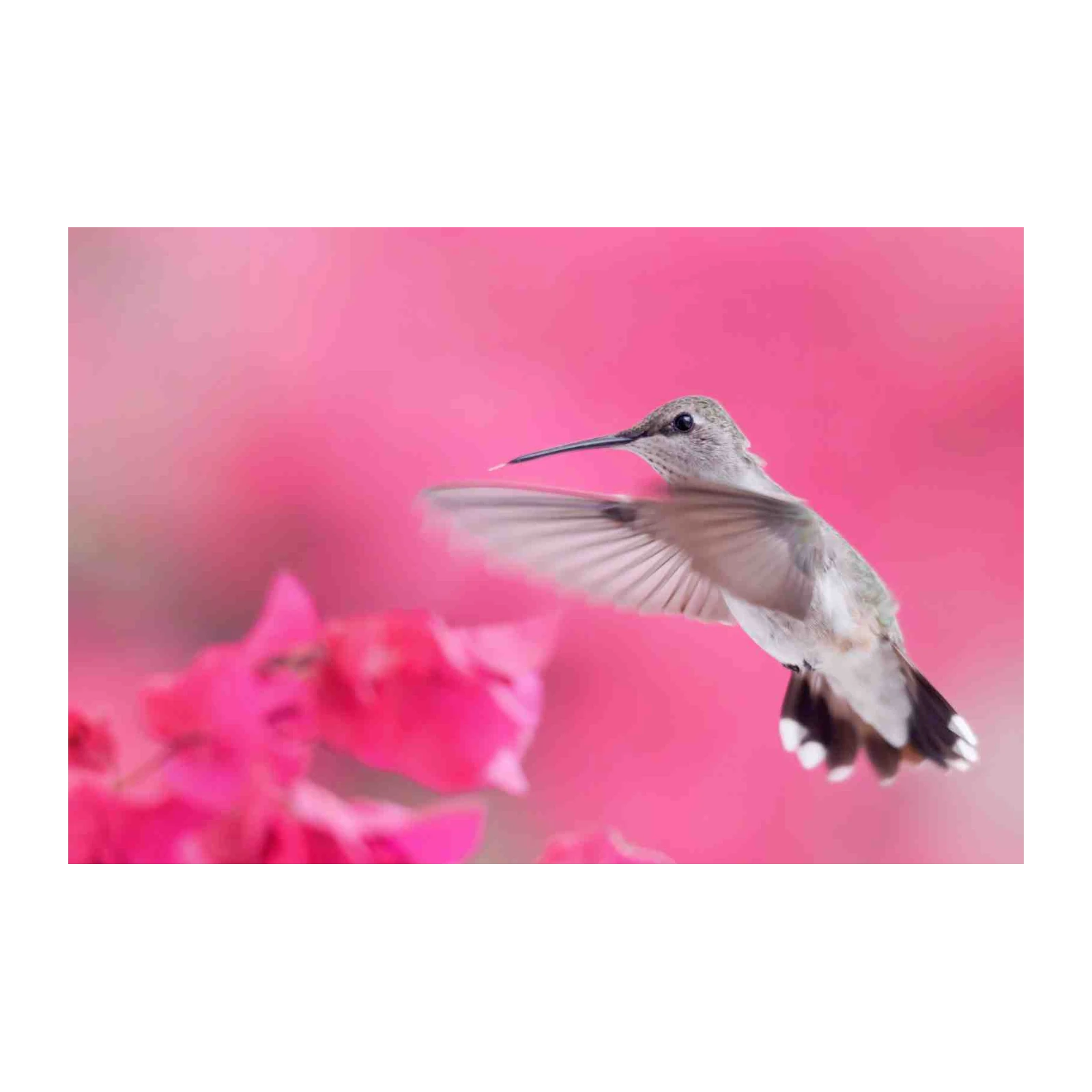 Hummingbird Serenity Pink Floral Wall Art